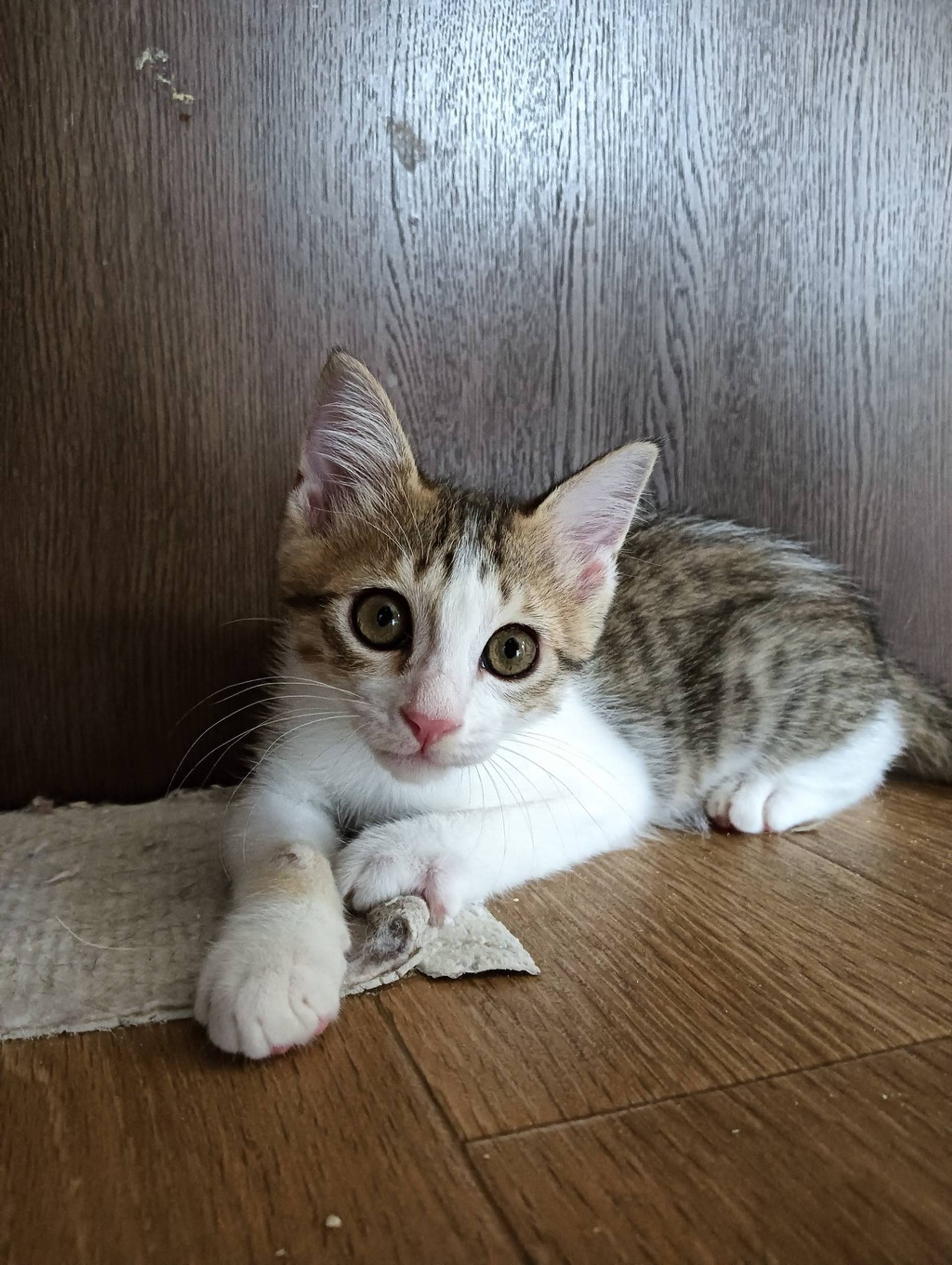 雑種（ミックス猫）・オスの里親募集の写真