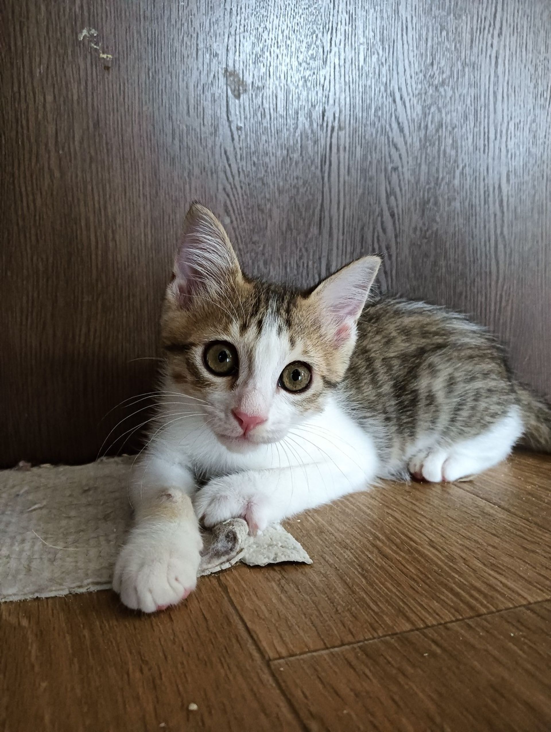 雑種（ミックス猫）・オスの里親募集の写真