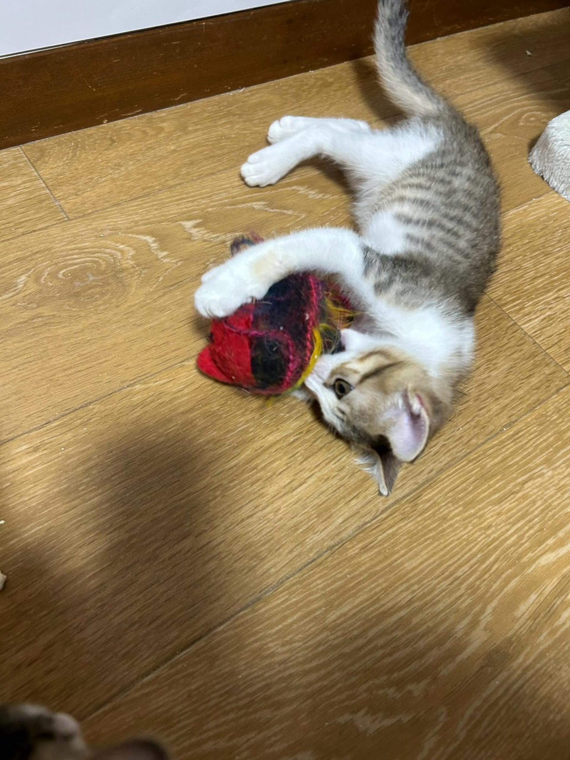 pet-image-4