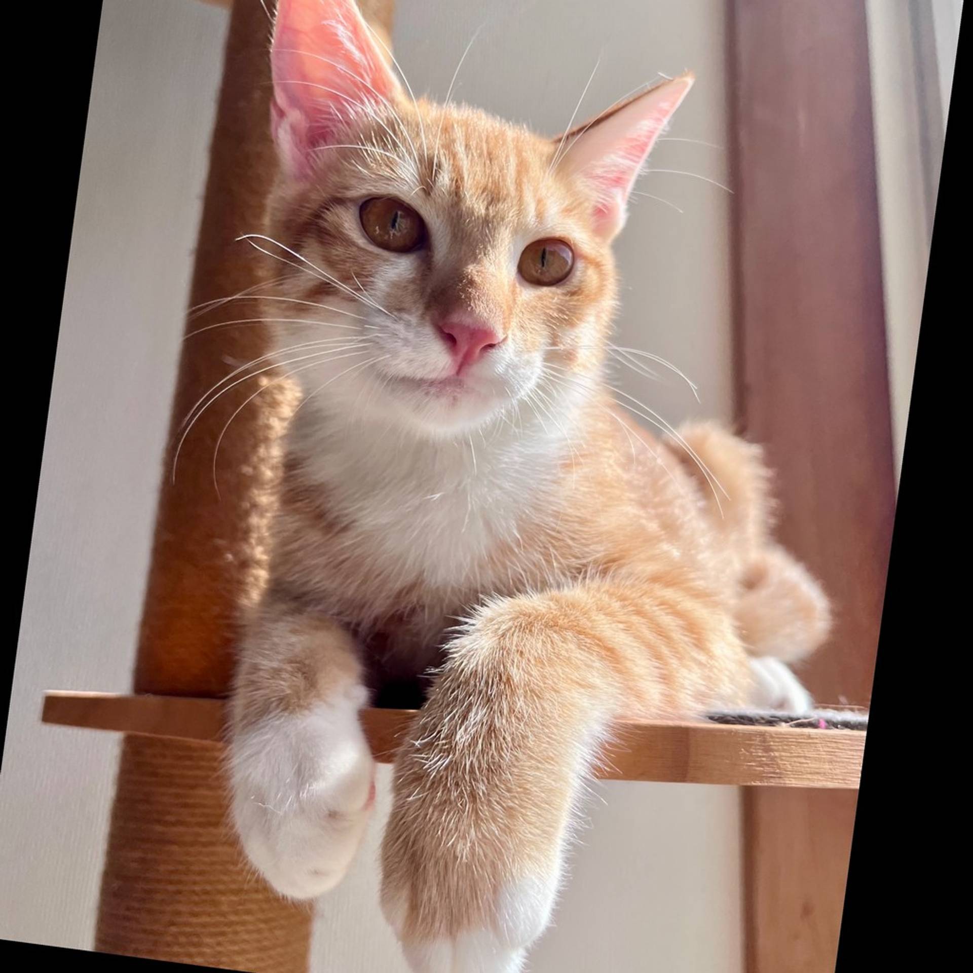 雑種（ミックス猫）・オスの里親募集の写真