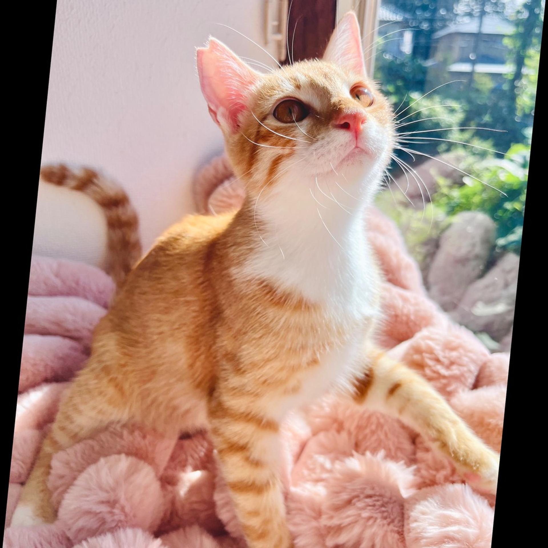 pet-image-2
