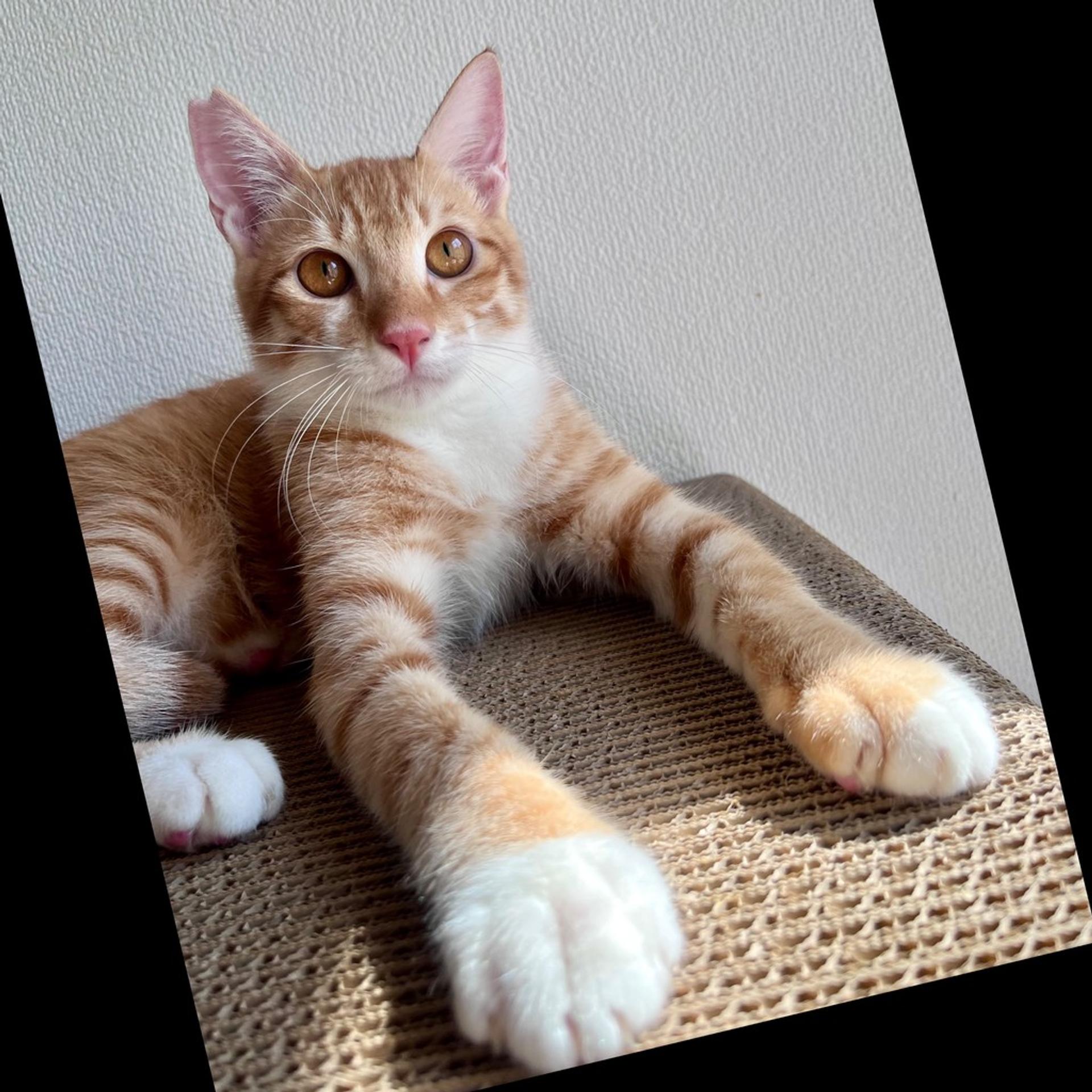pet-image-3