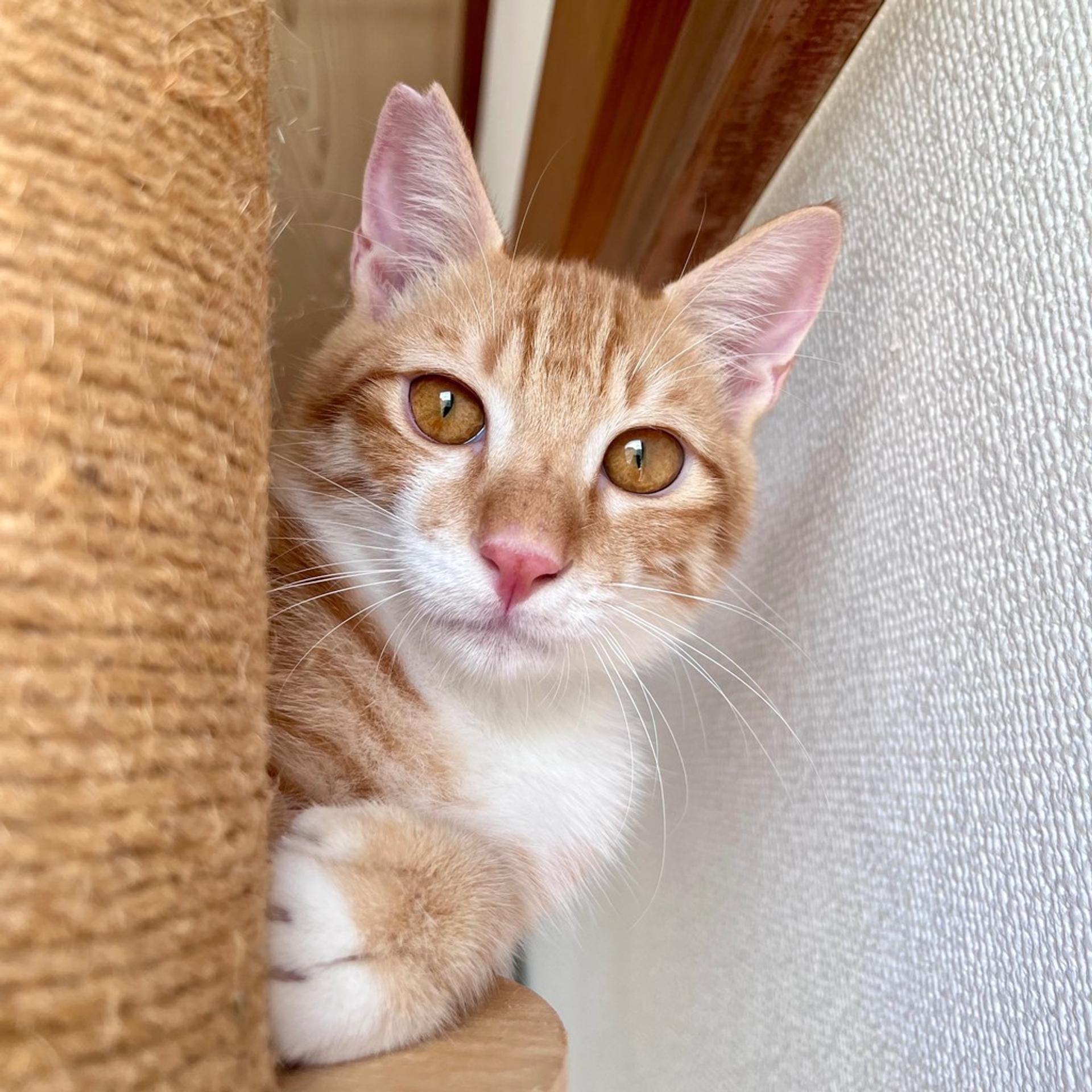 pet-image-6