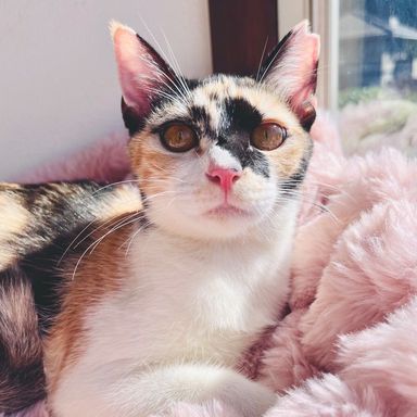 となりのトトロチーム💜さつきちゃんの写真