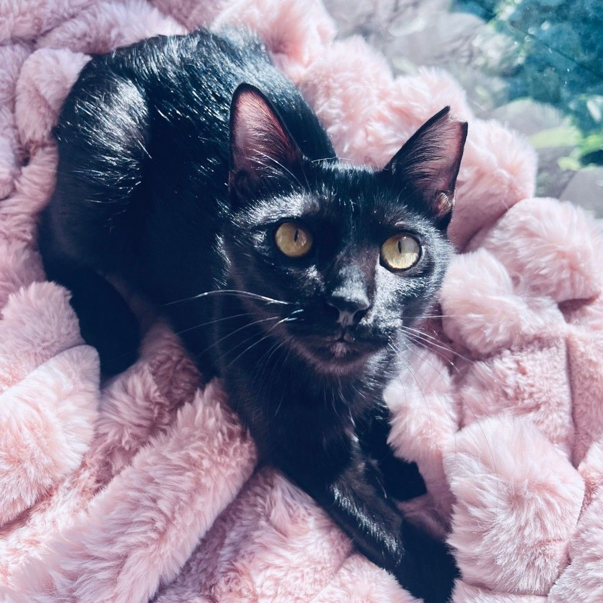雑種（ミックス猫）・メスの里親募集の写真