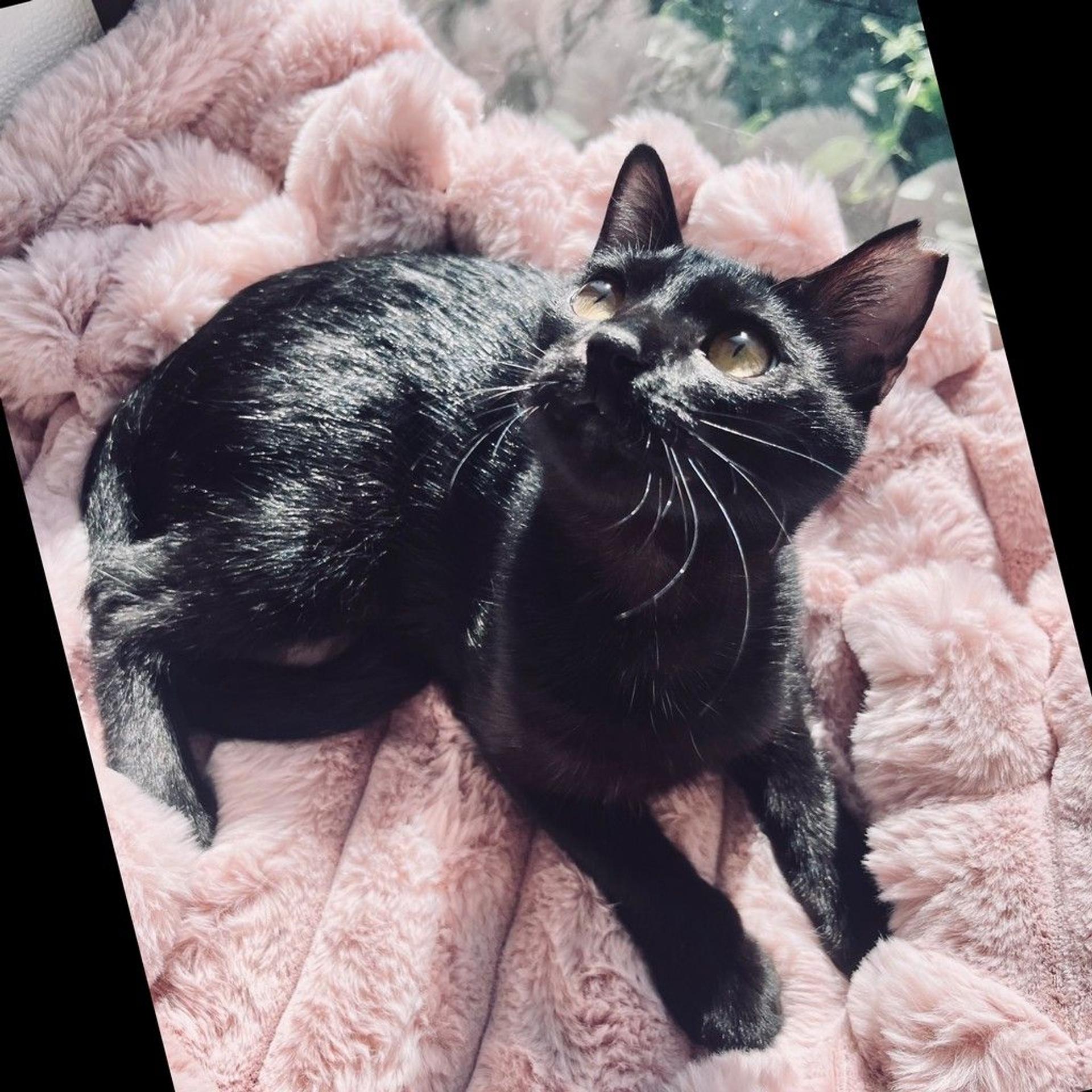 pet-image-3