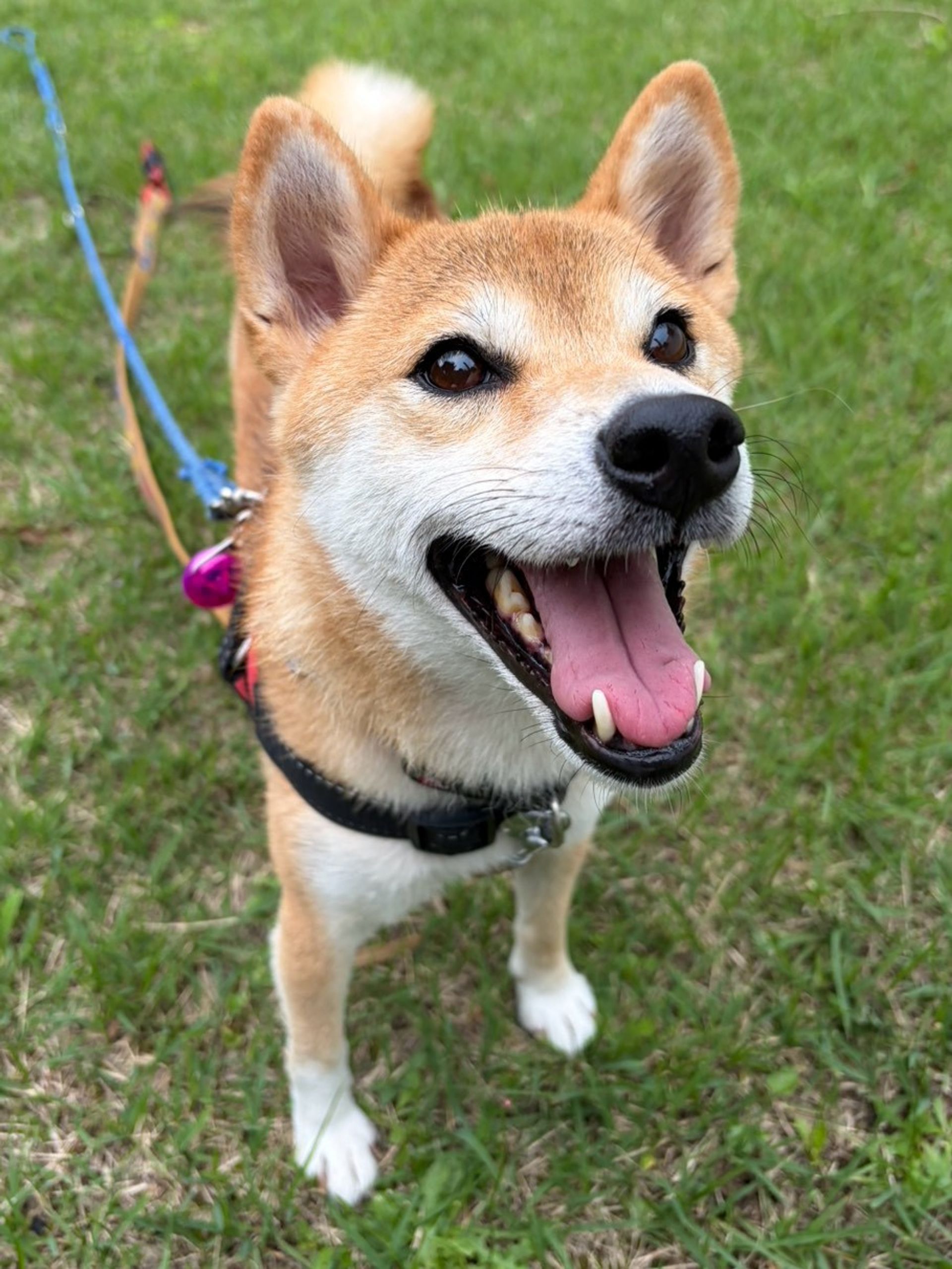 柴犬・メスの里親募集の写真