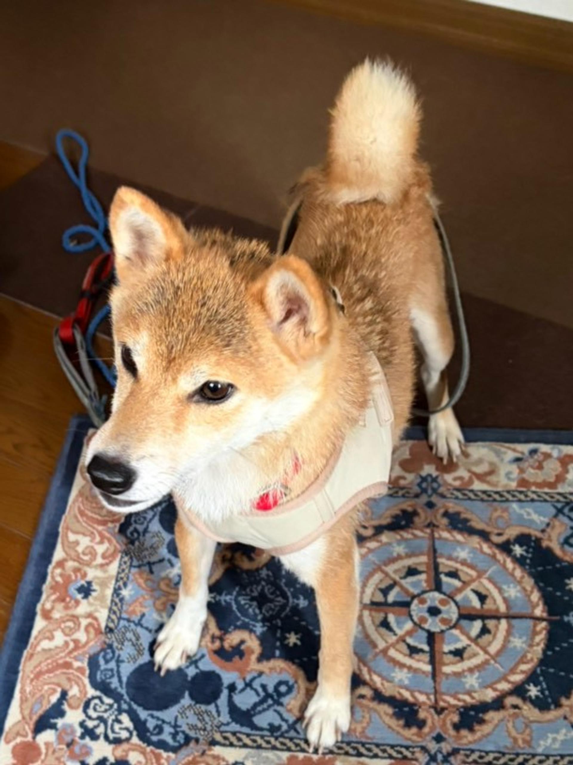 pet-image-3