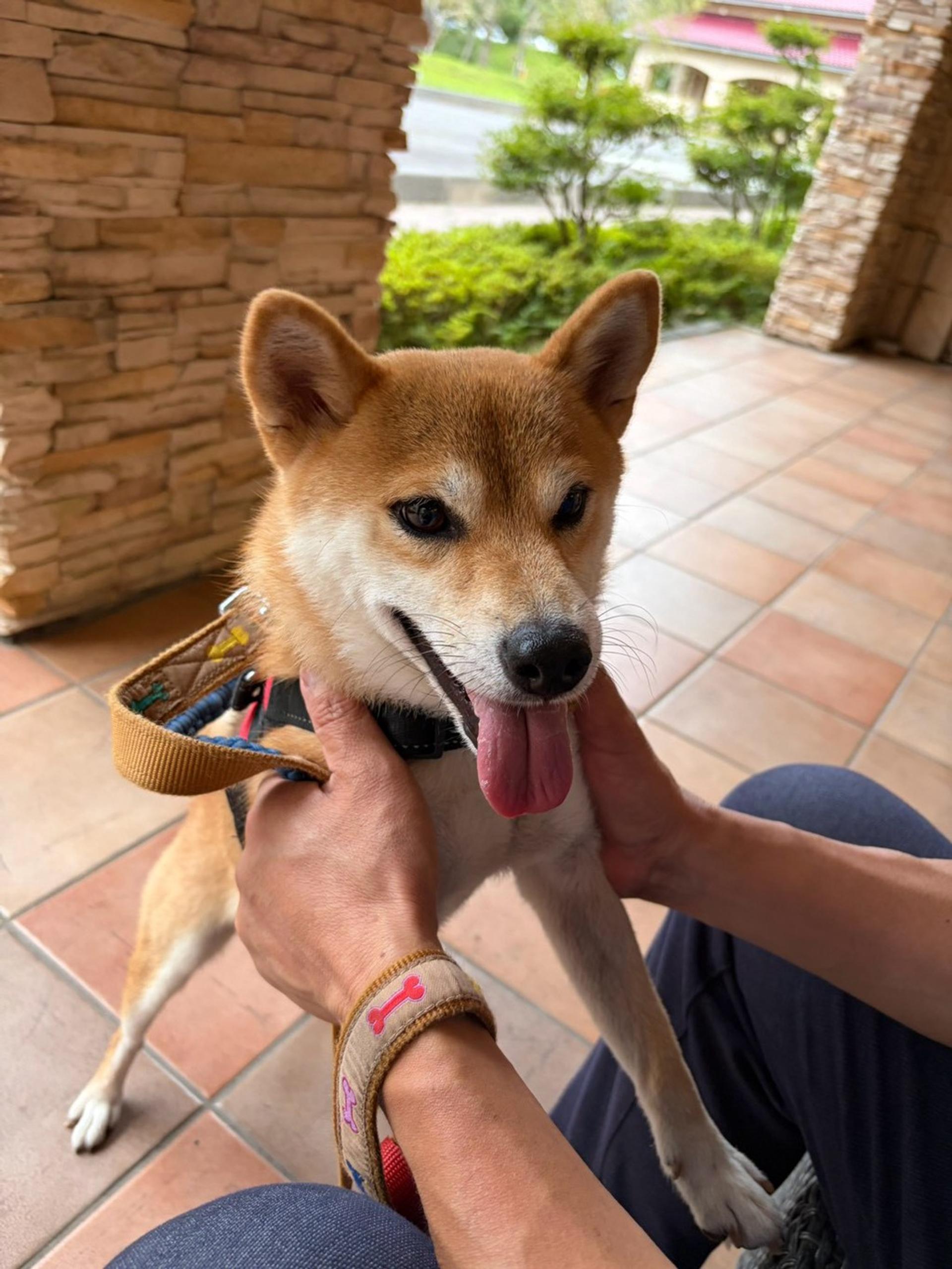 pet-image-4