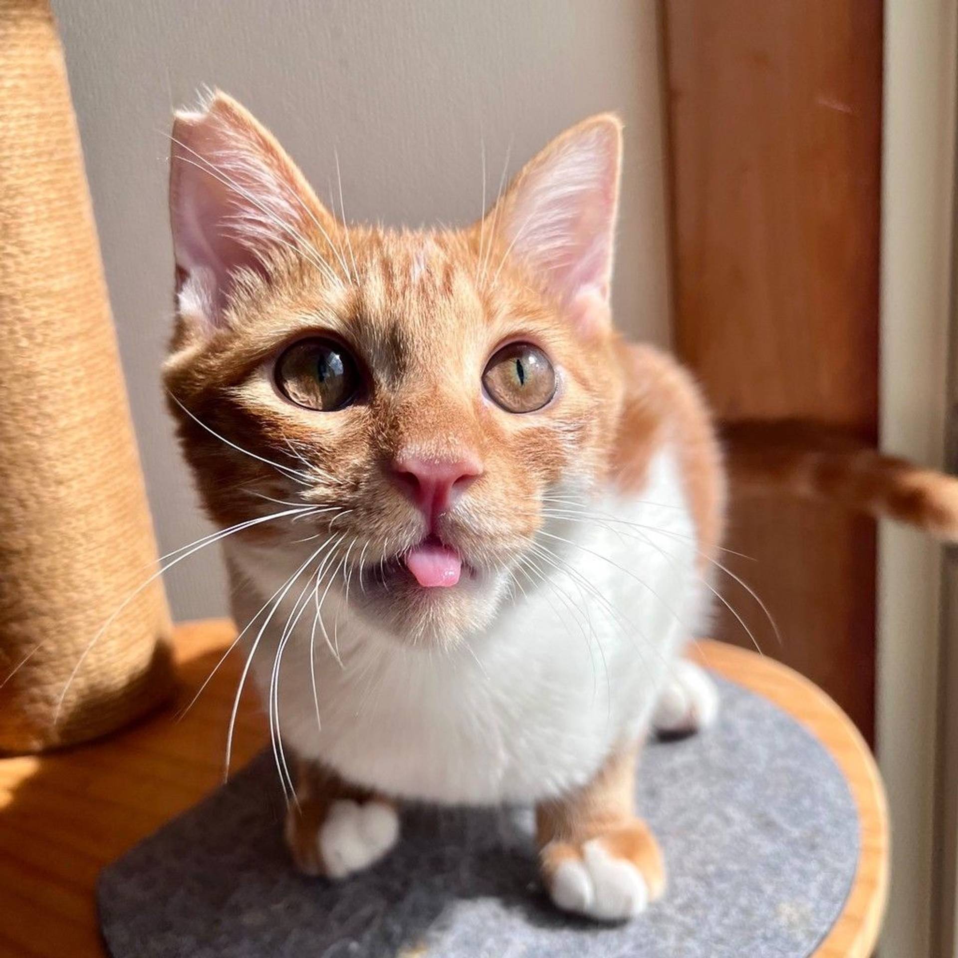 雑種（ミックス猫）・オスの里親募集の写真