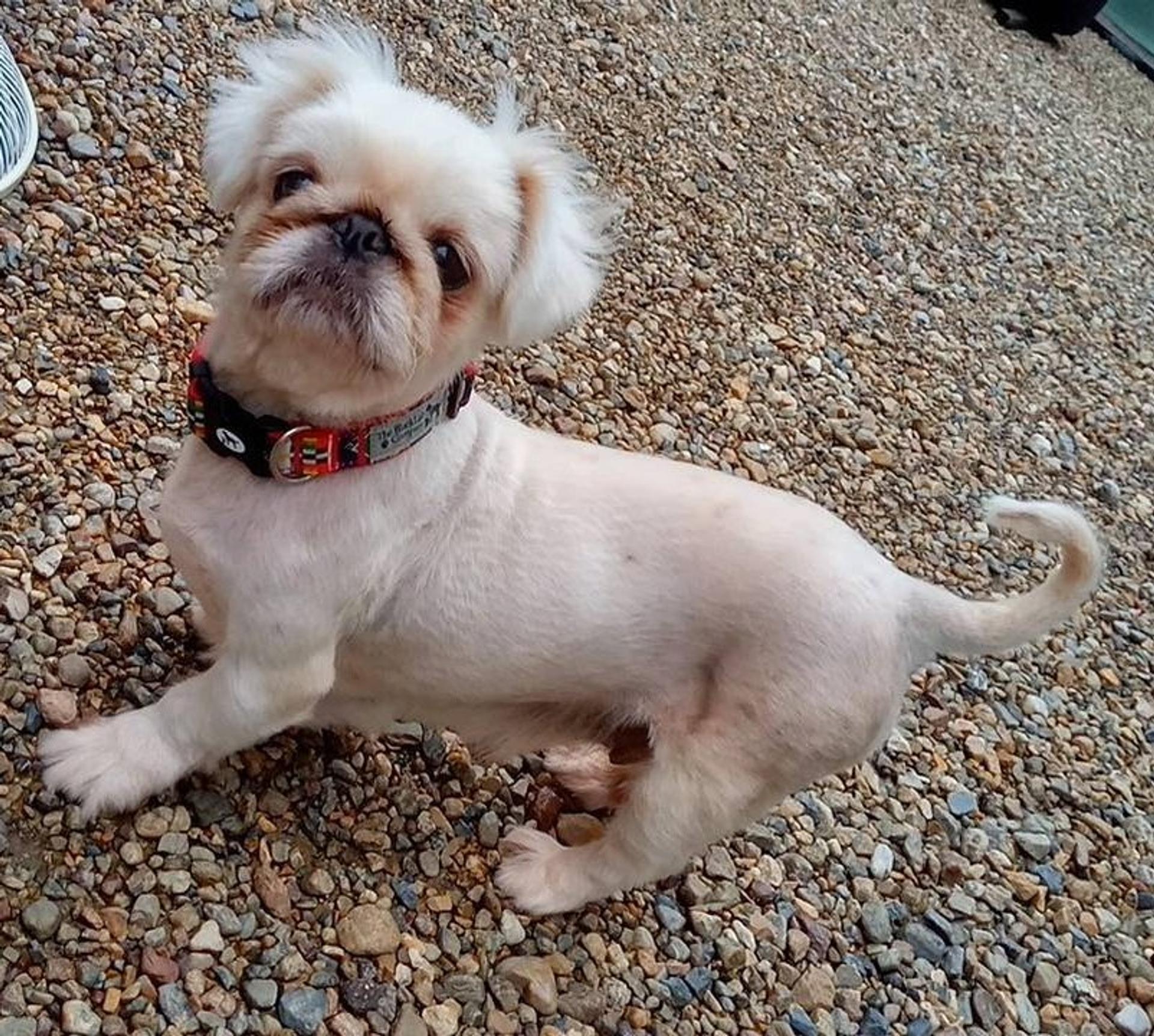 pet-image-2