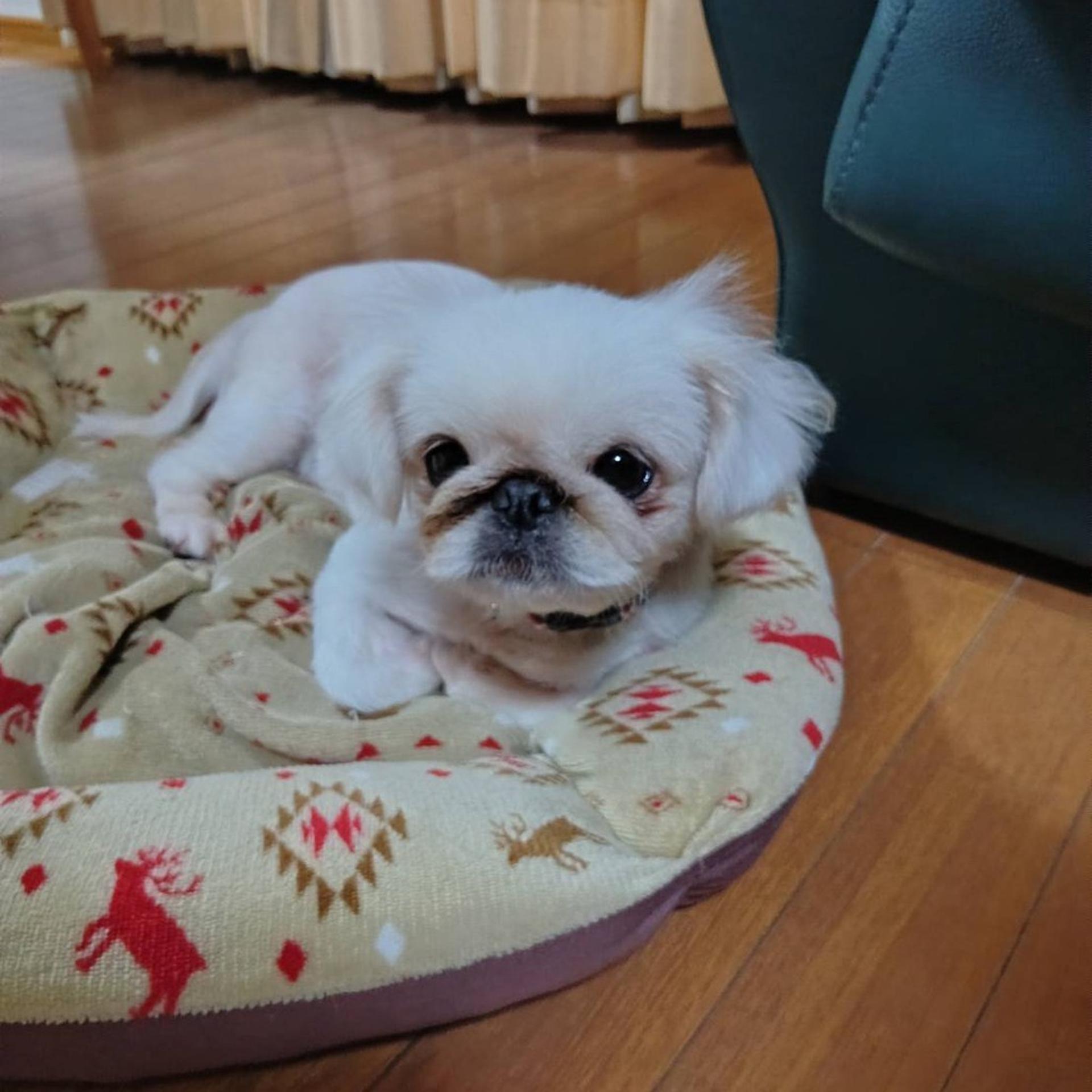 pet-image-3