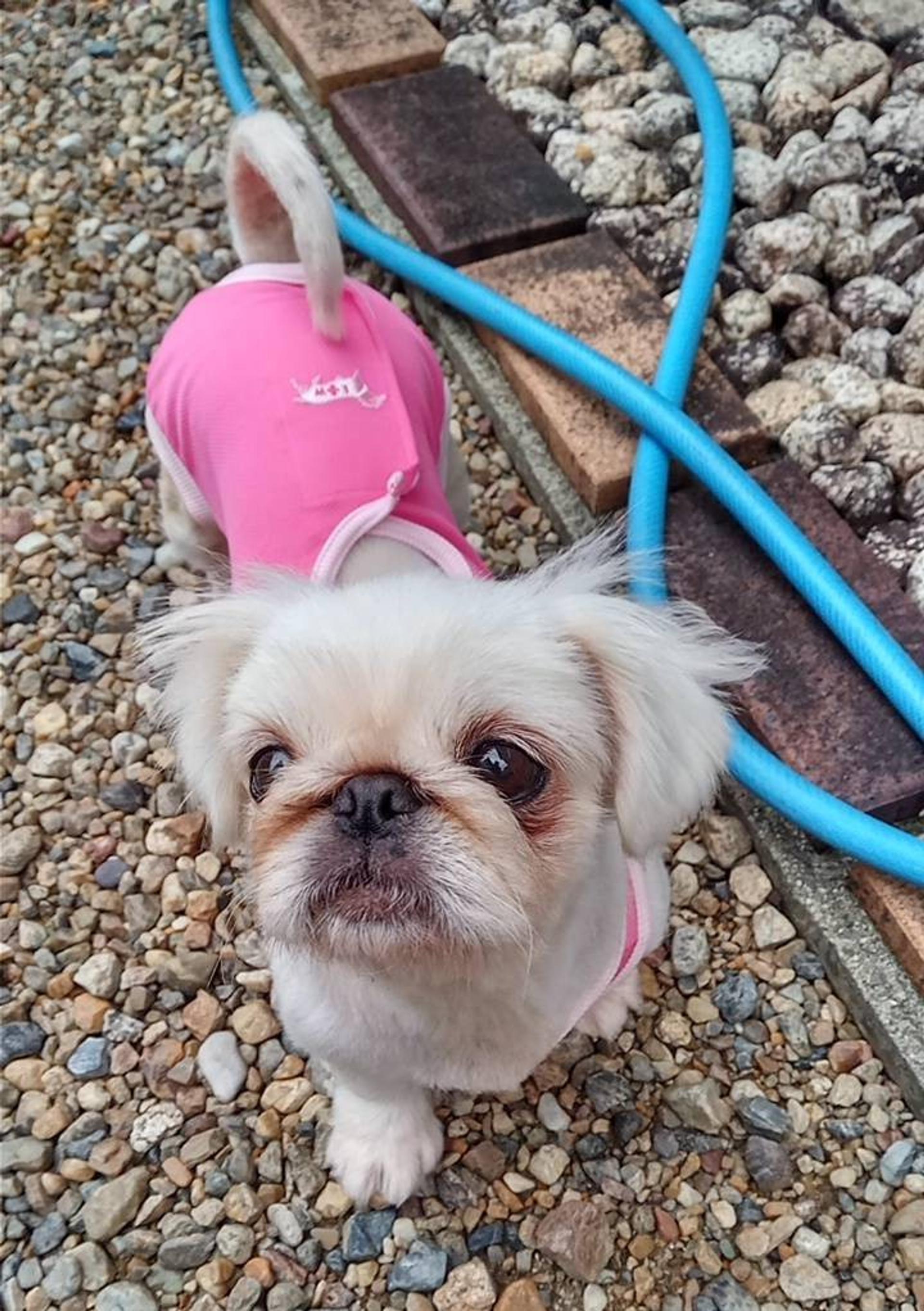 pet-image-4