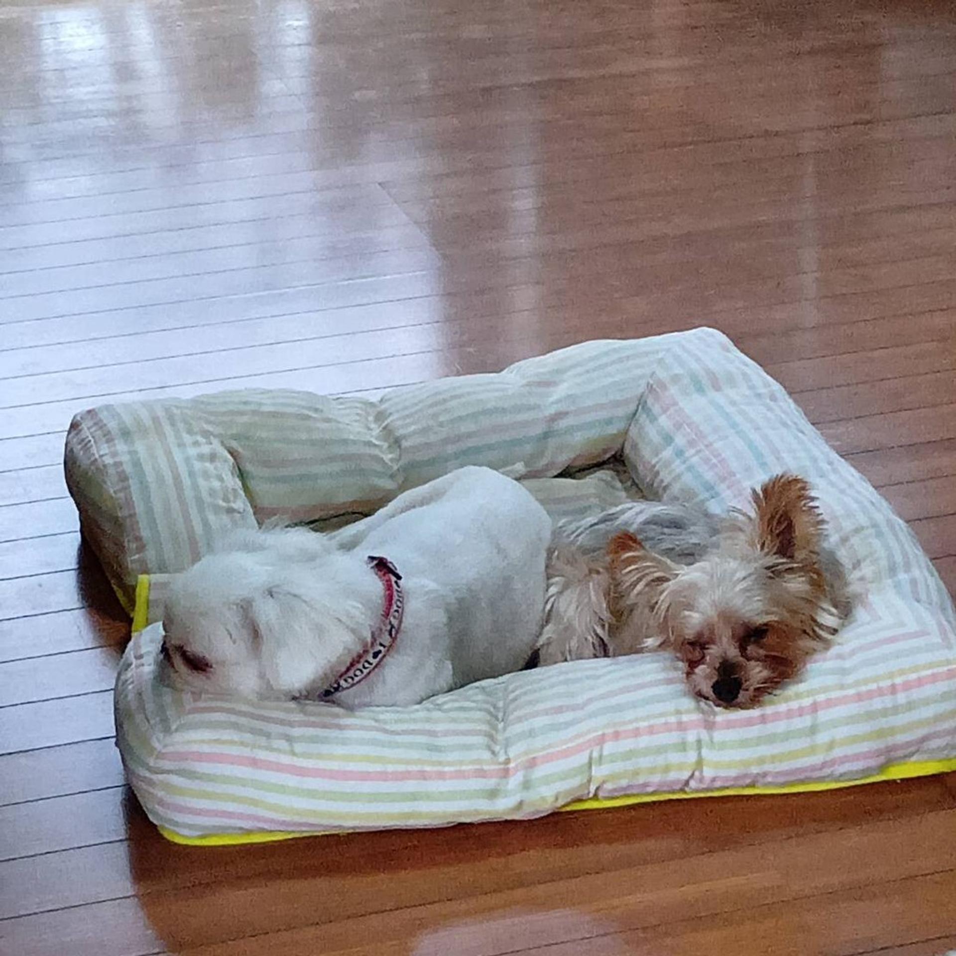 pet-image-7