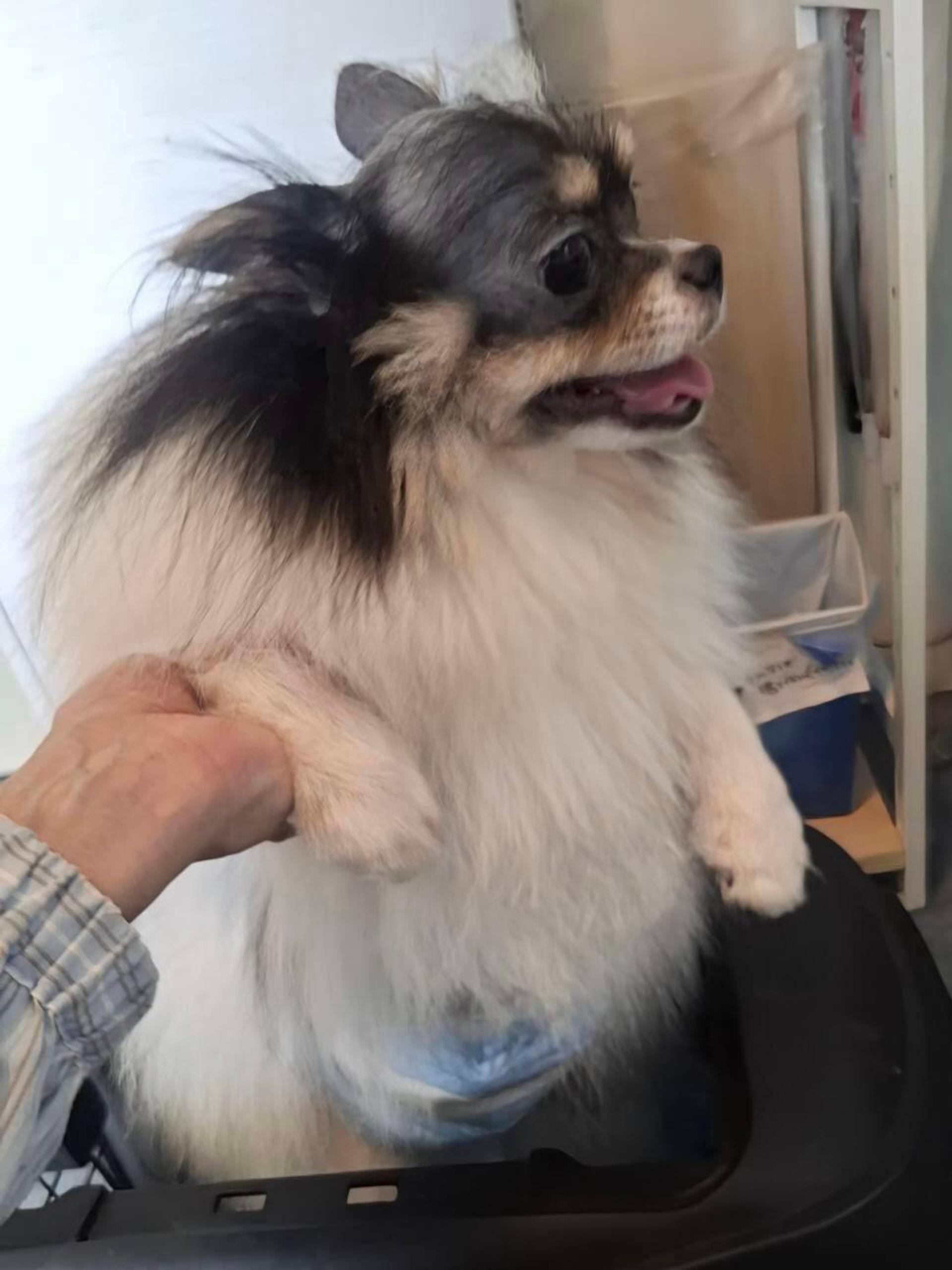 pet-image-3