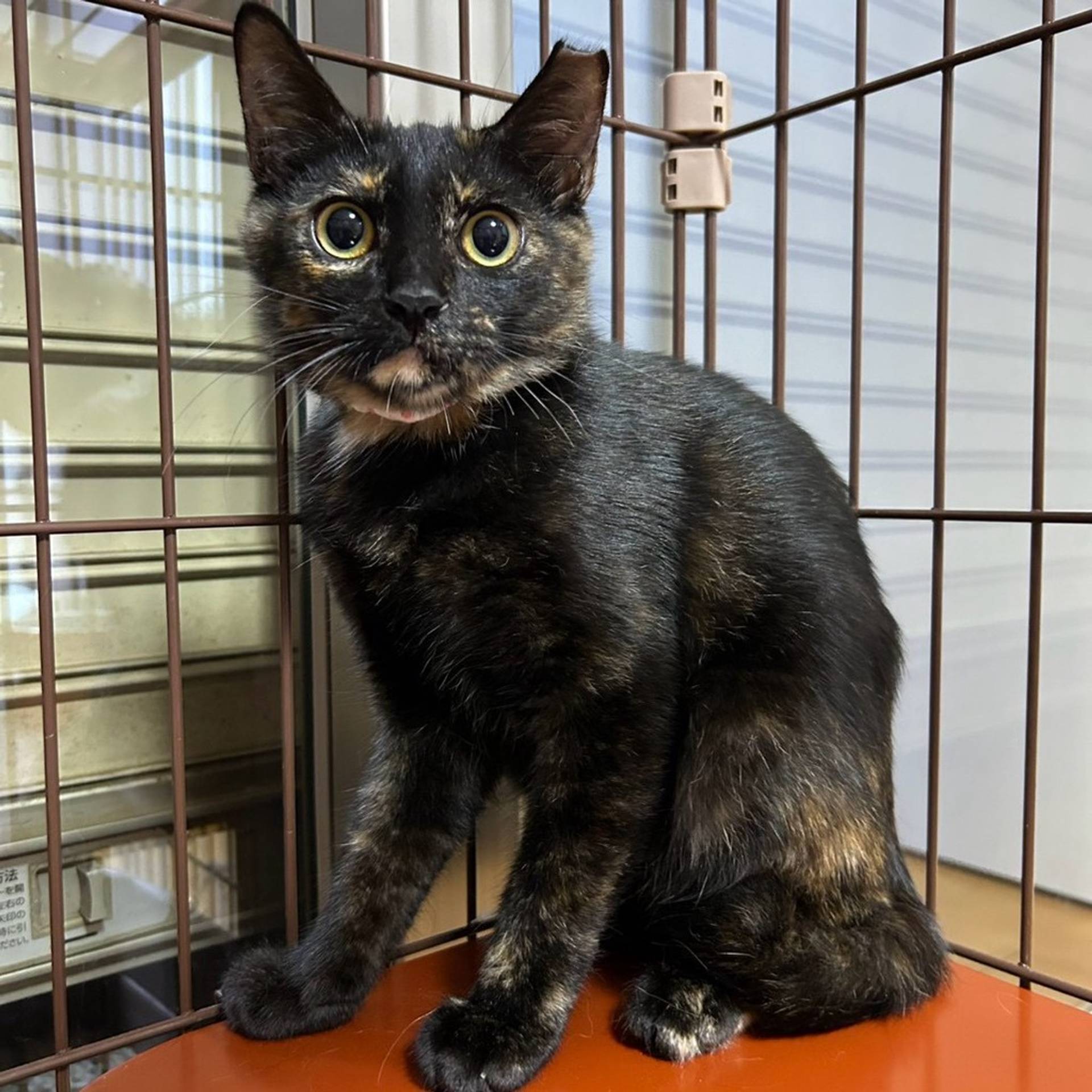 雑種（ミックス猫）・メスの里親募集の写真