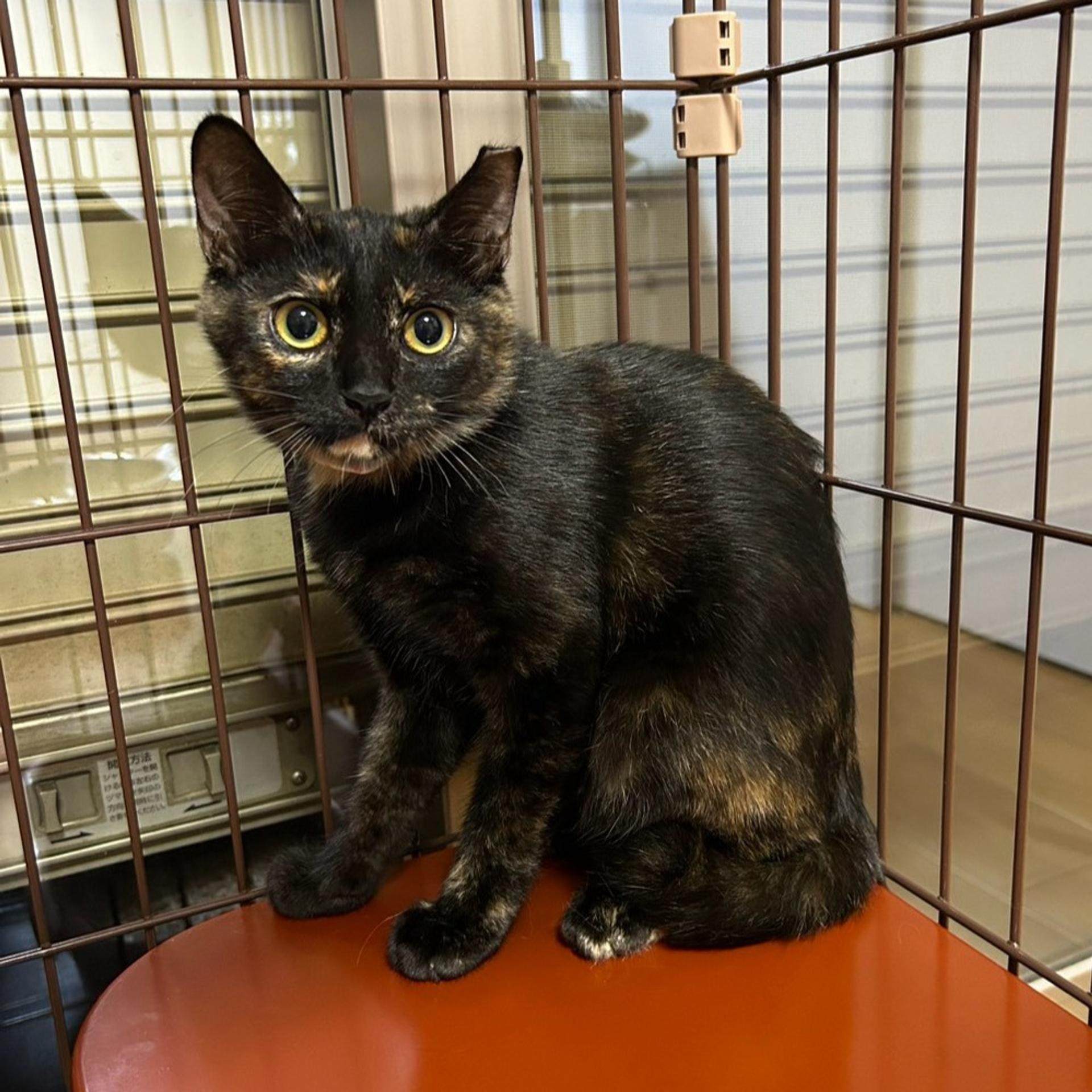 pet-image-2