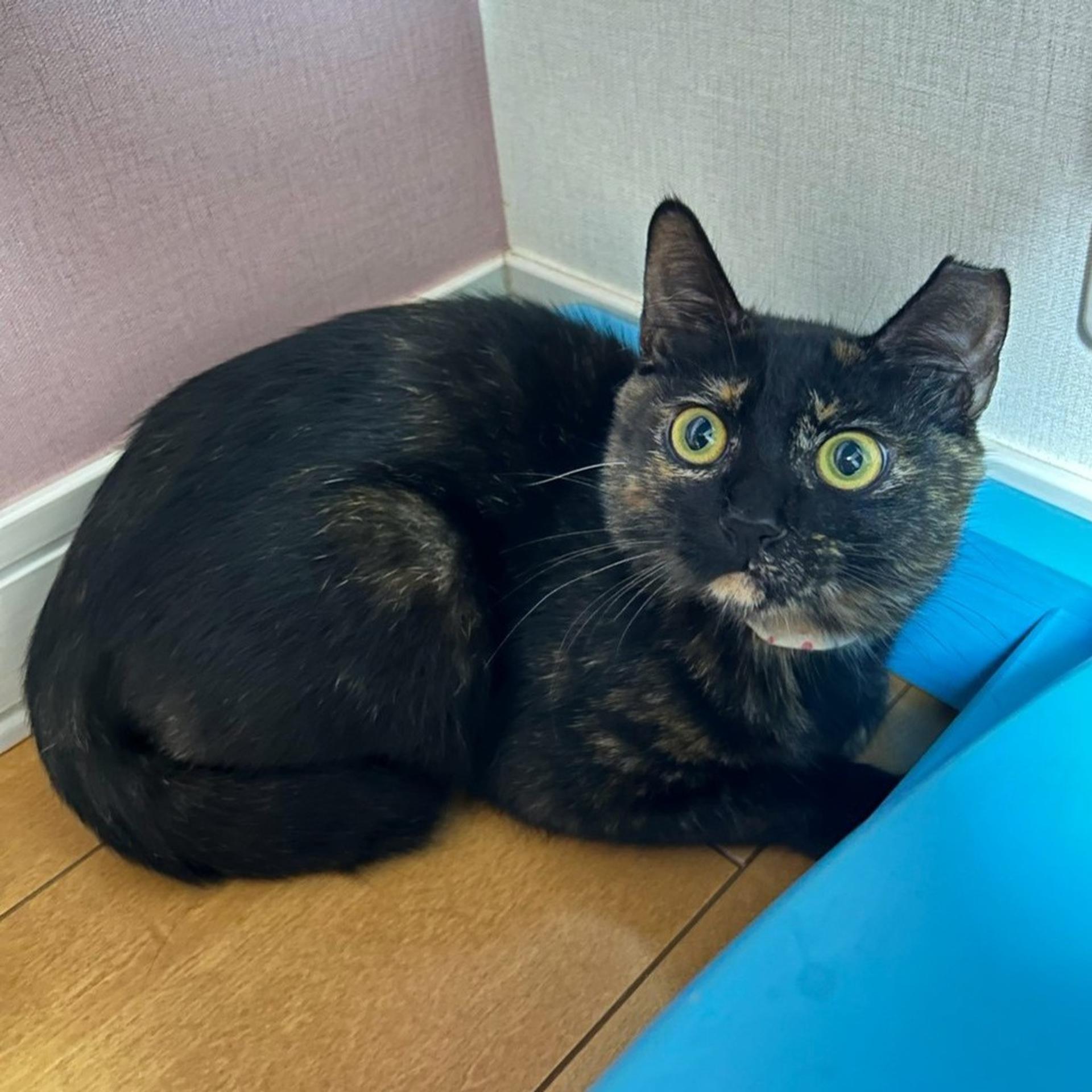 pet-image-3