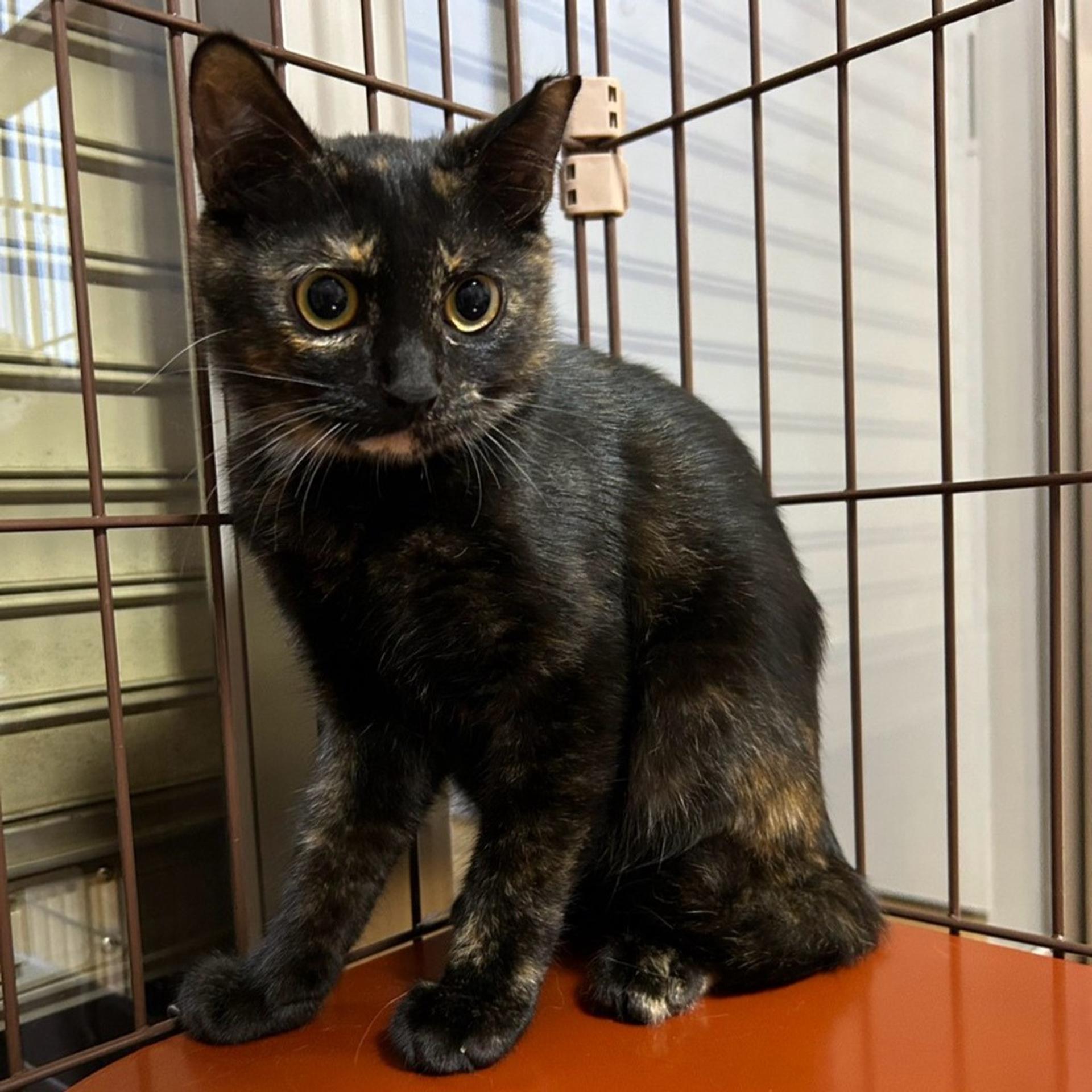 pet-image-8