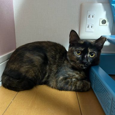 モニカの写真
