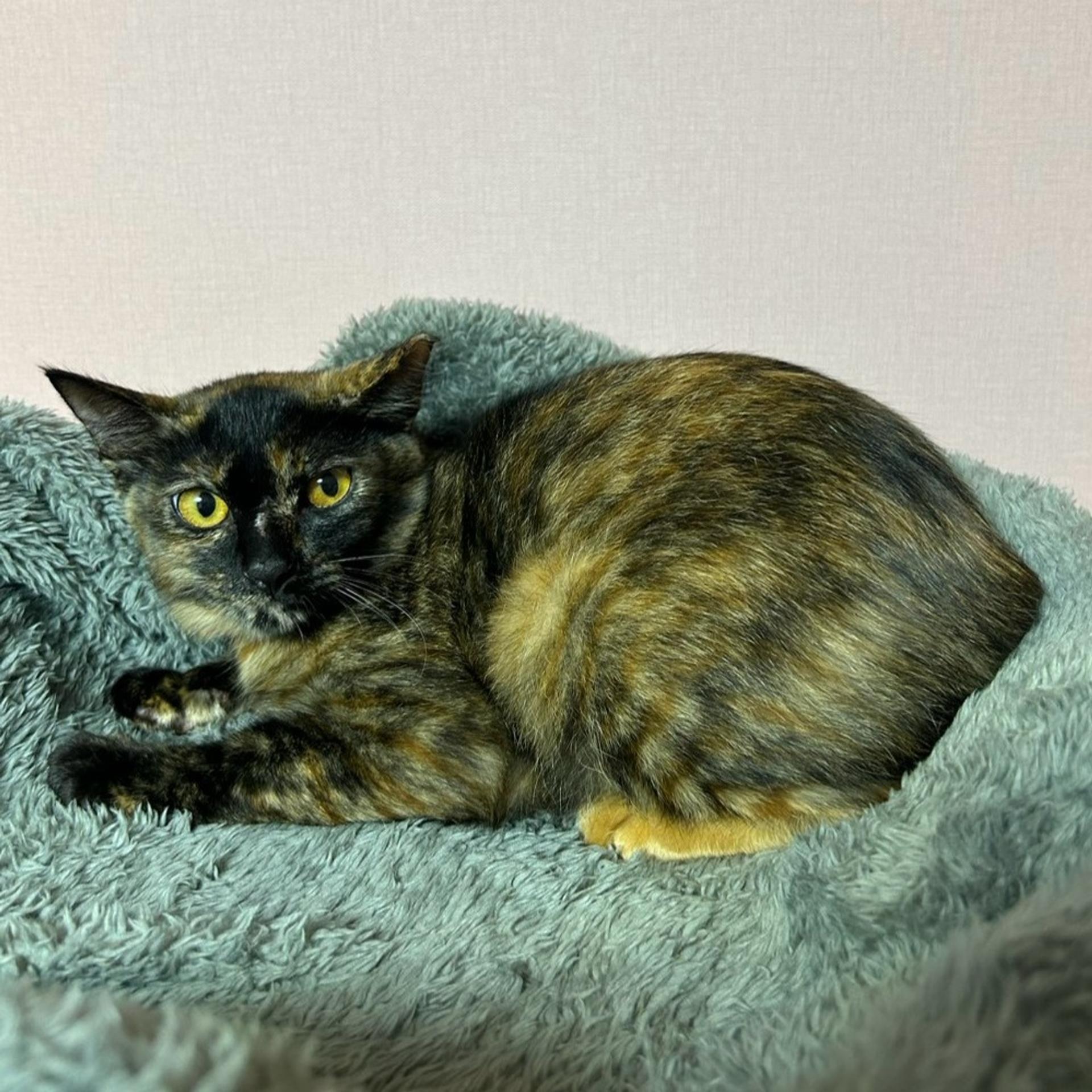 pet-image-5
