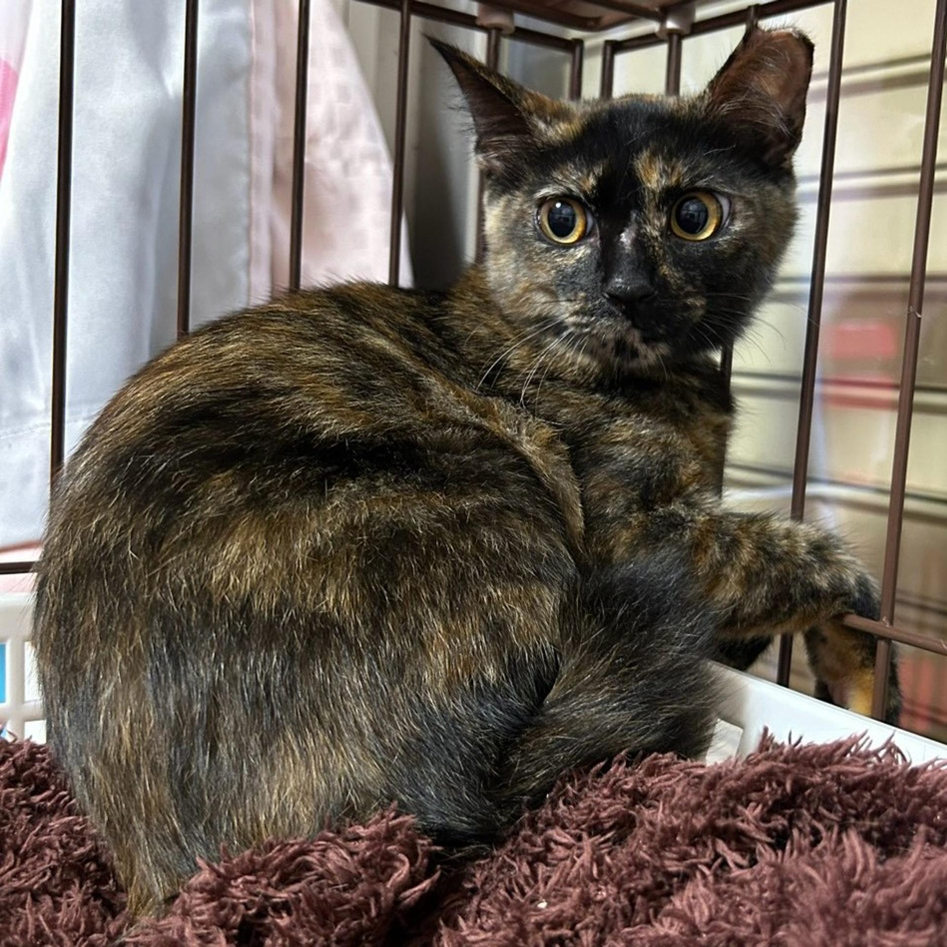 pet-image-9