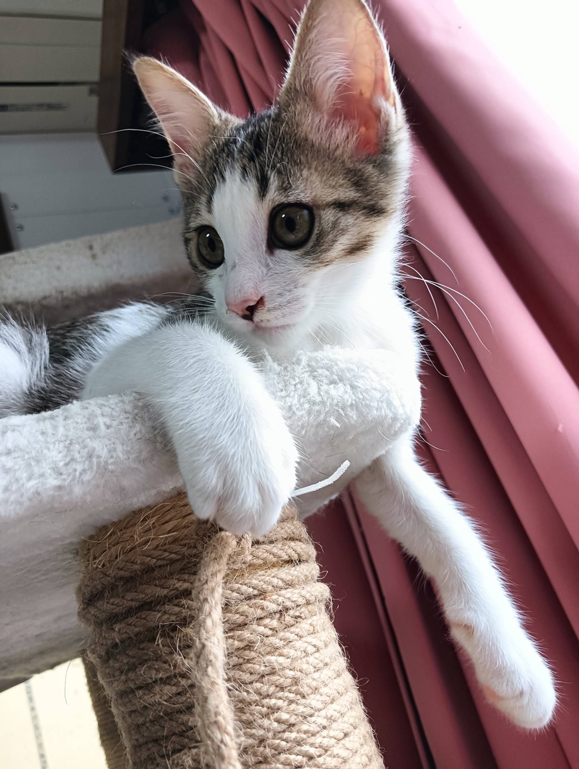 雑種（ミックス猫）・メスの里親募集の写真