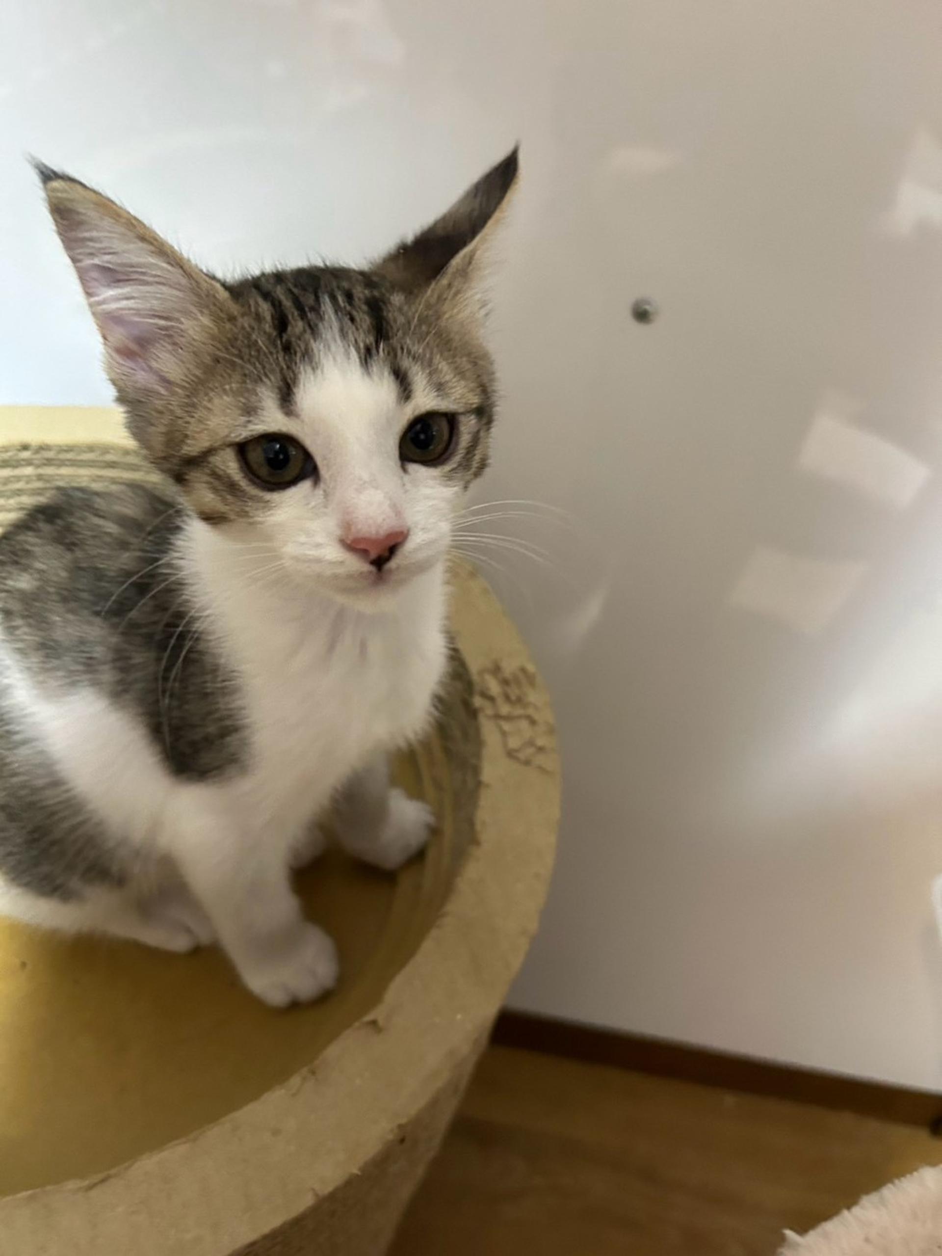 pet-image-2