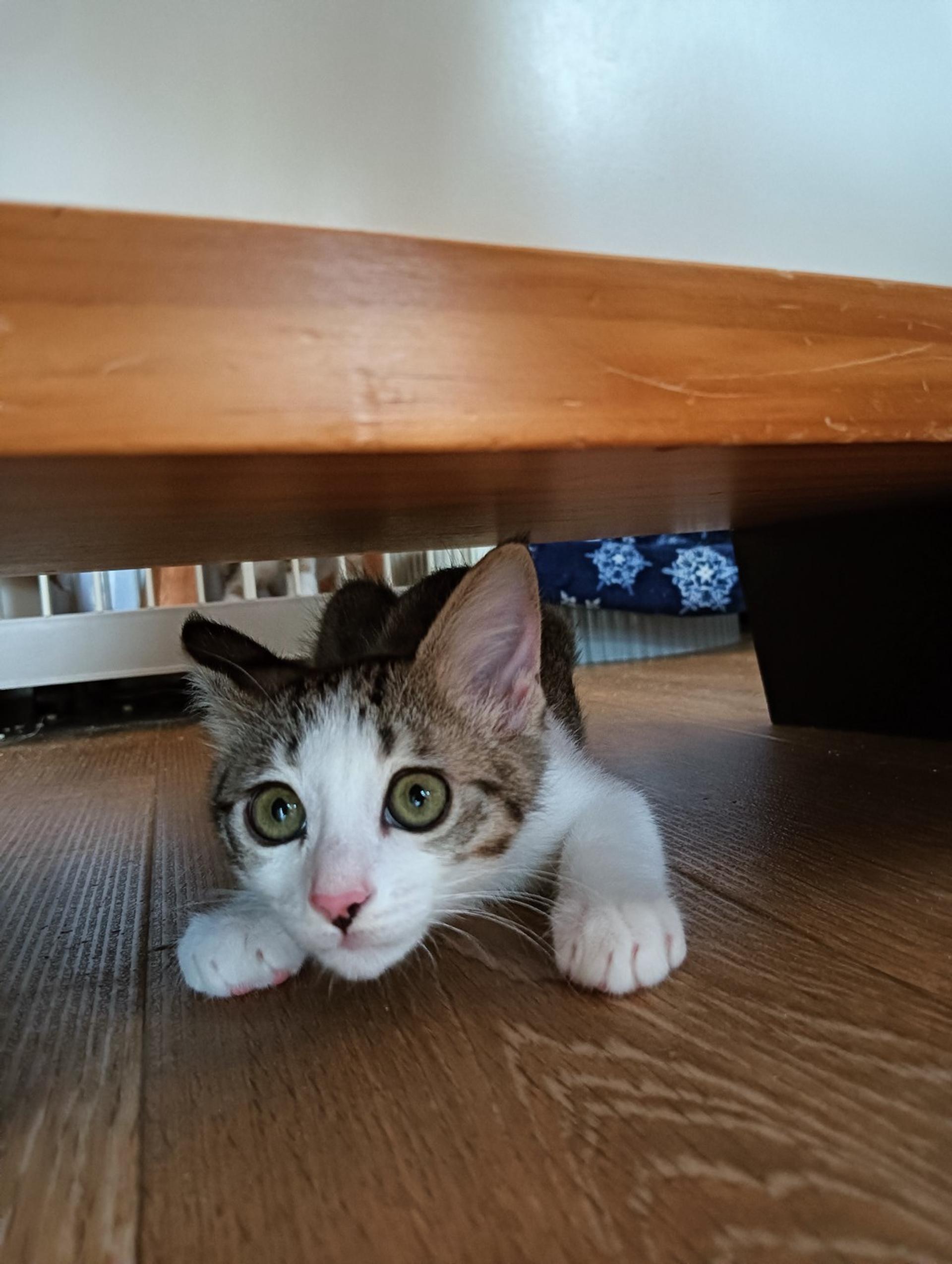 pet-image-3
