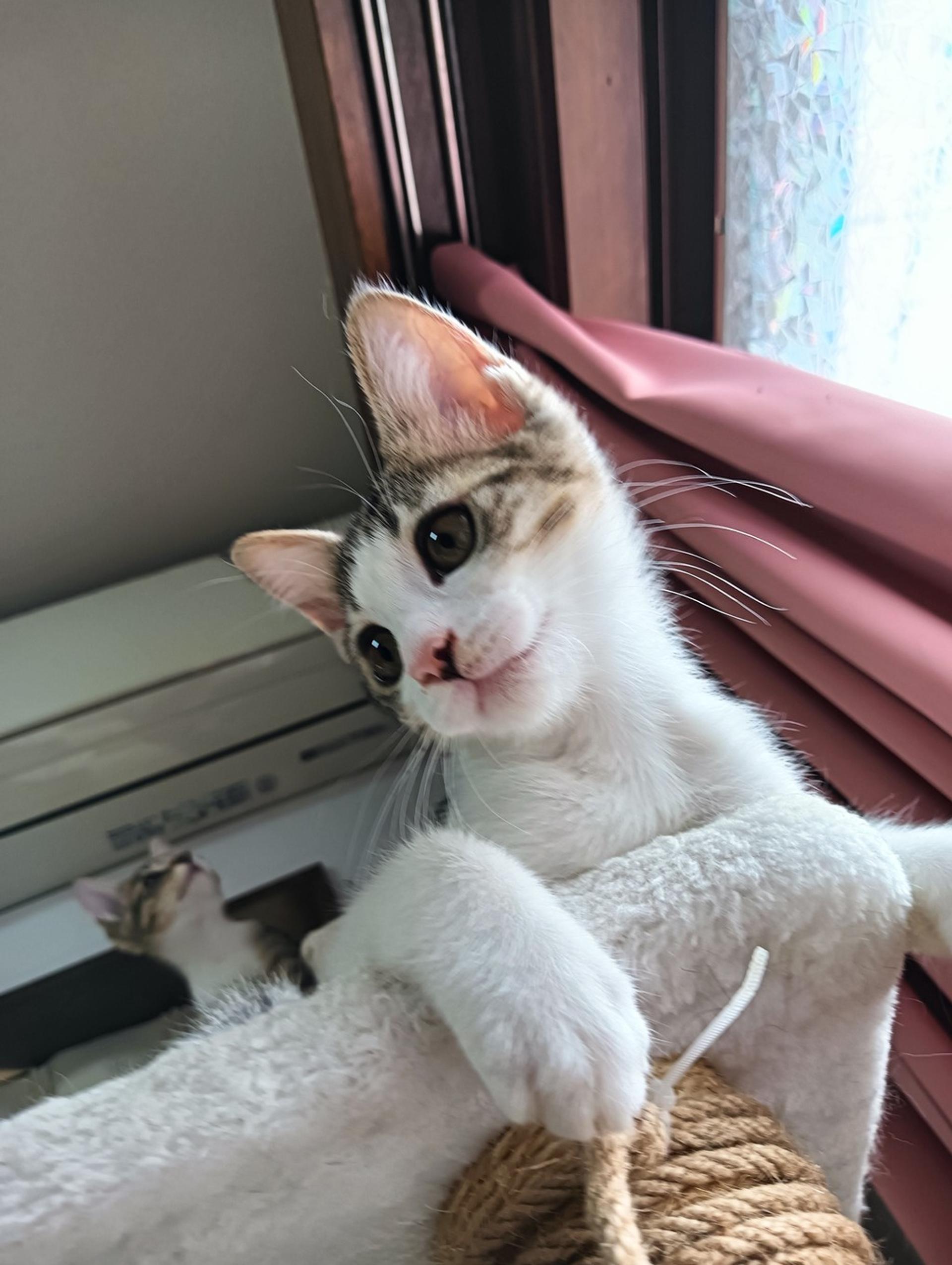pet-image-5