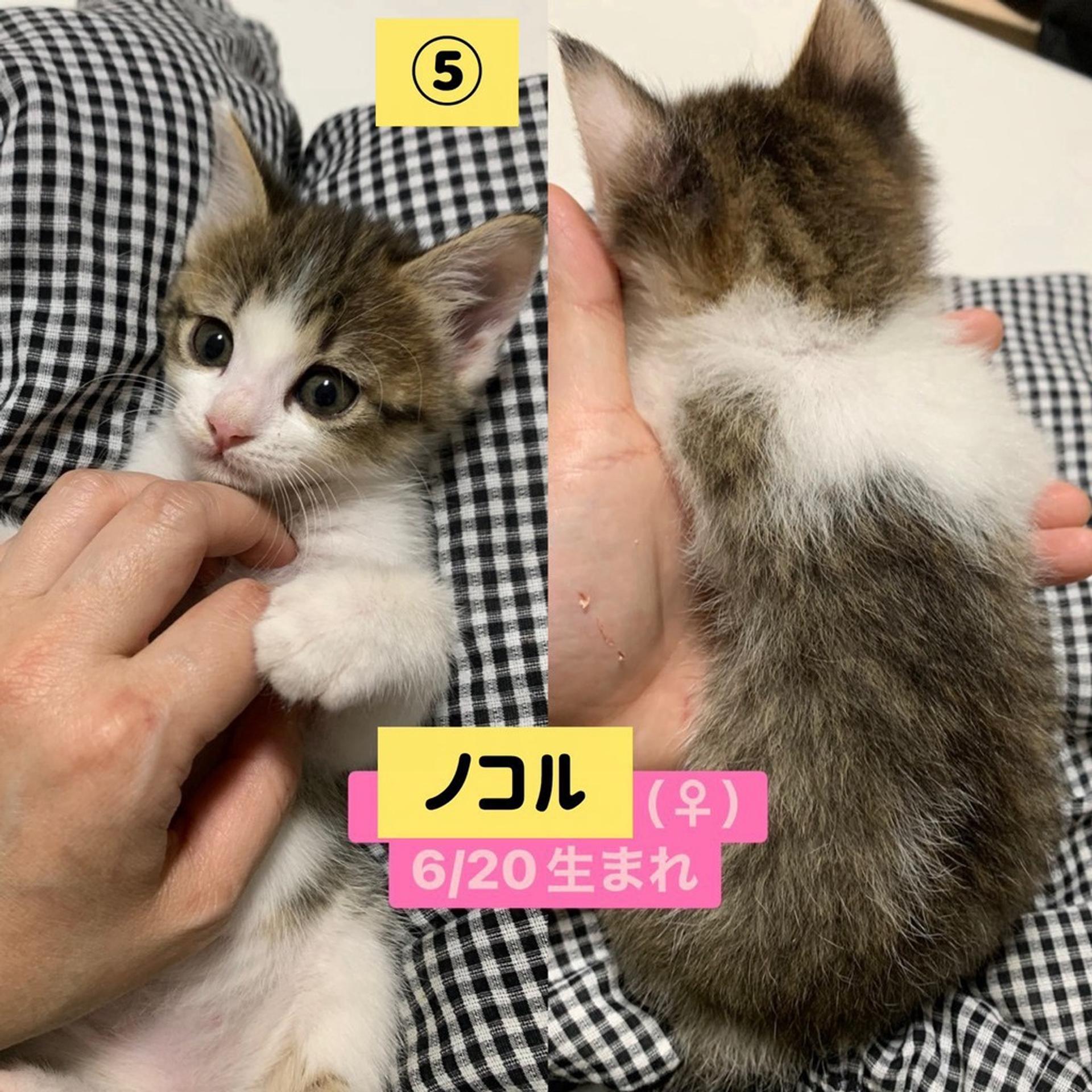 pet-image-5