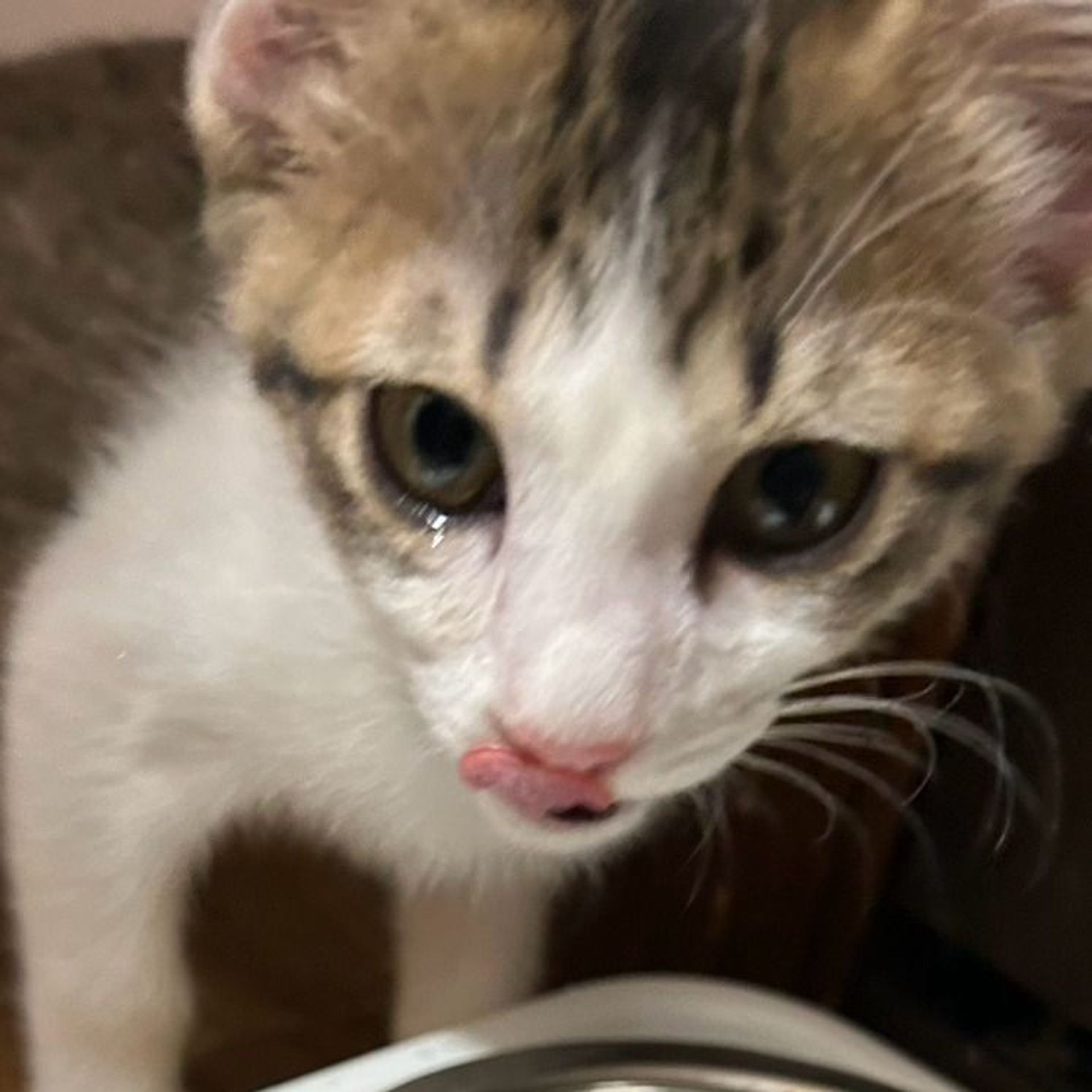 雑種（ミックス猫）・メスの里親募集の写真