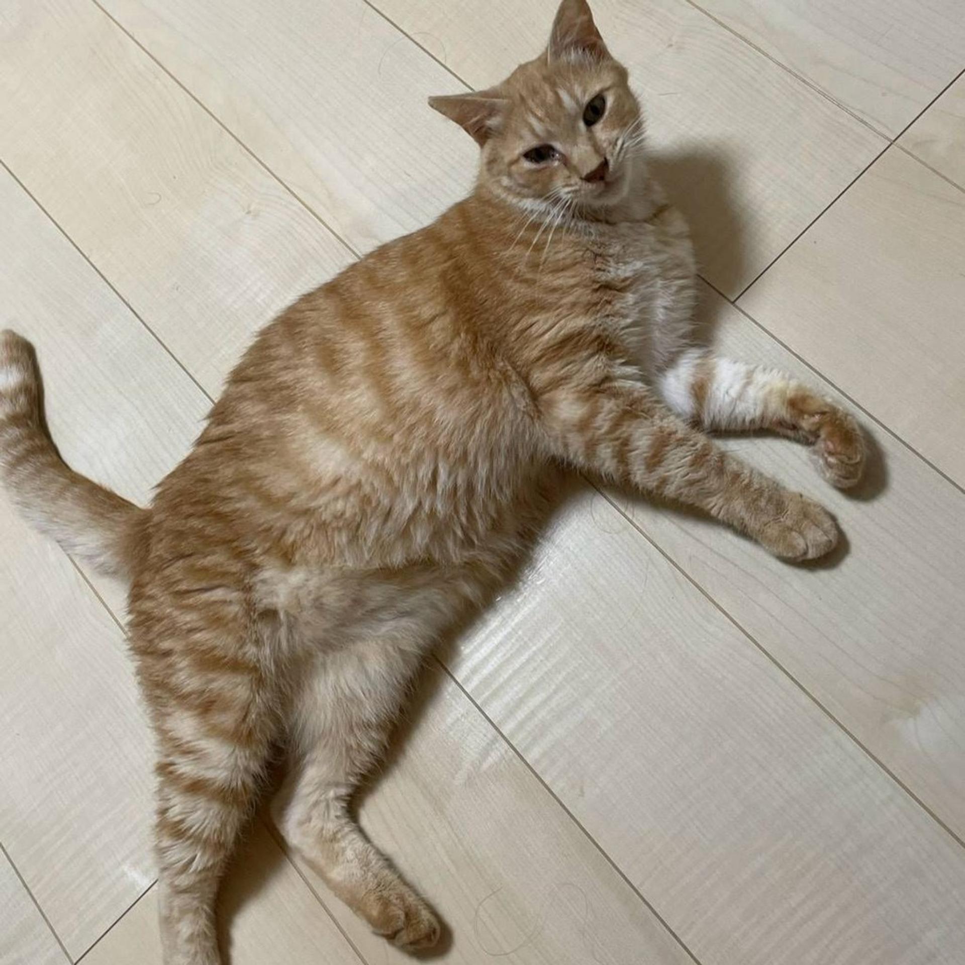 pet-image-3