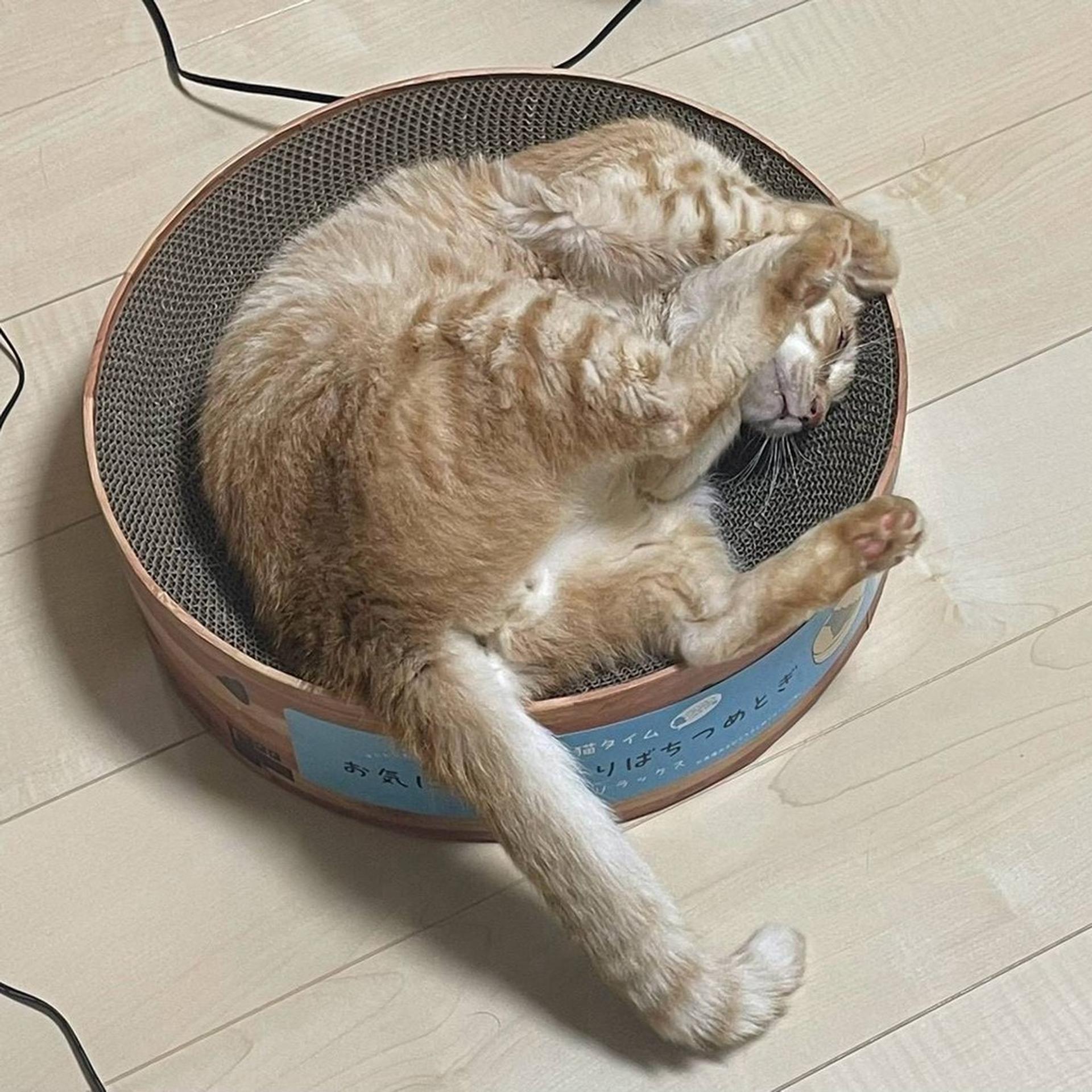 pet-image-5