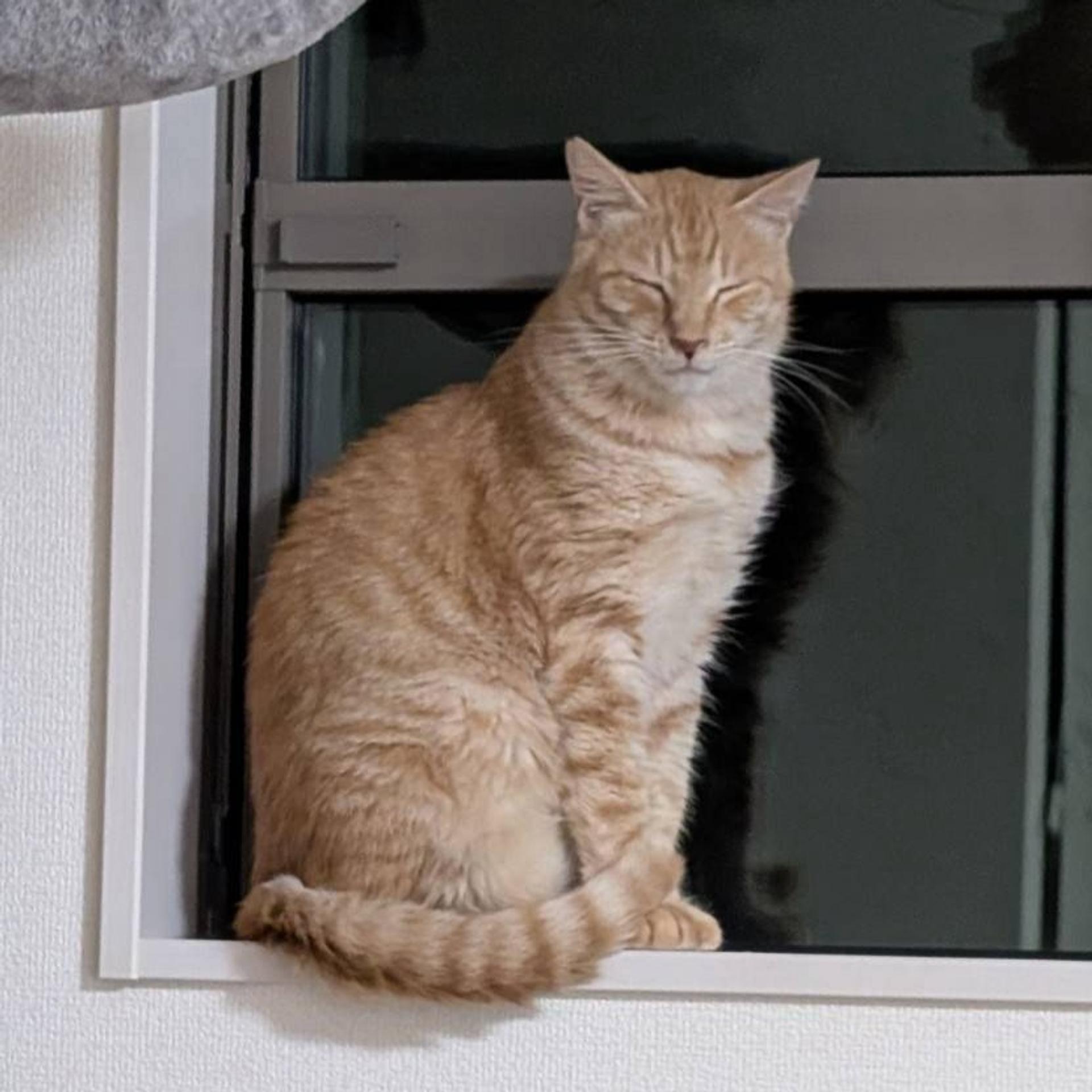 pet-image-8