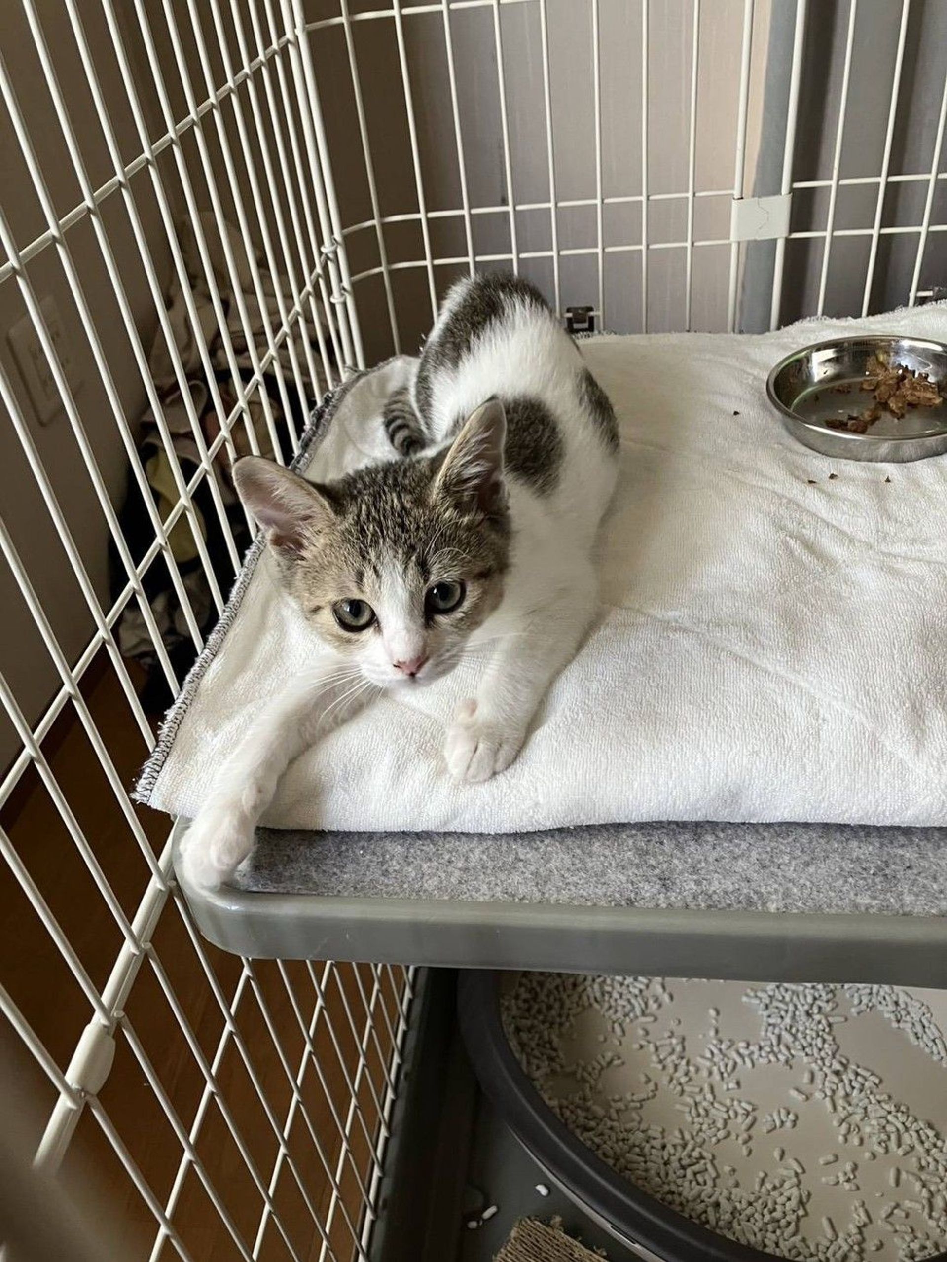 雑種（ミックス猫）・メスの里親募集の写真