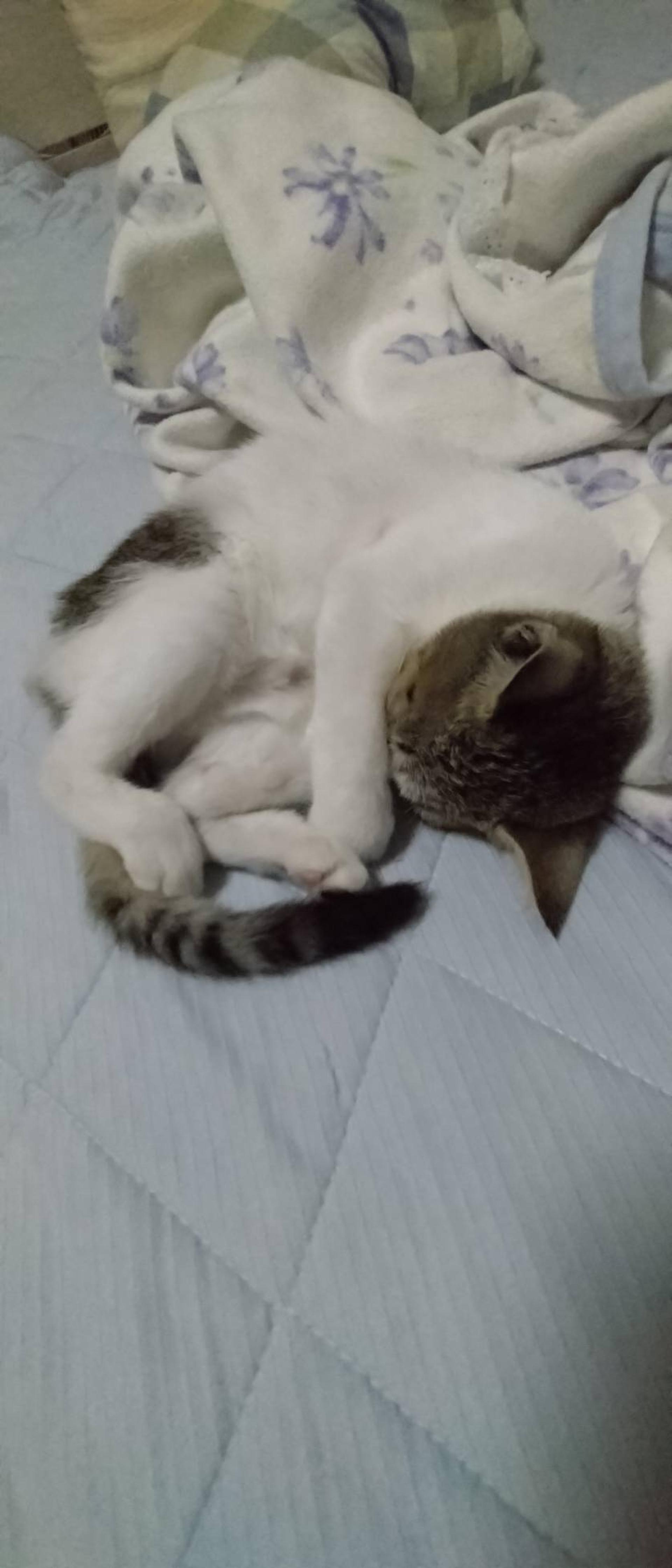 pet-image-4