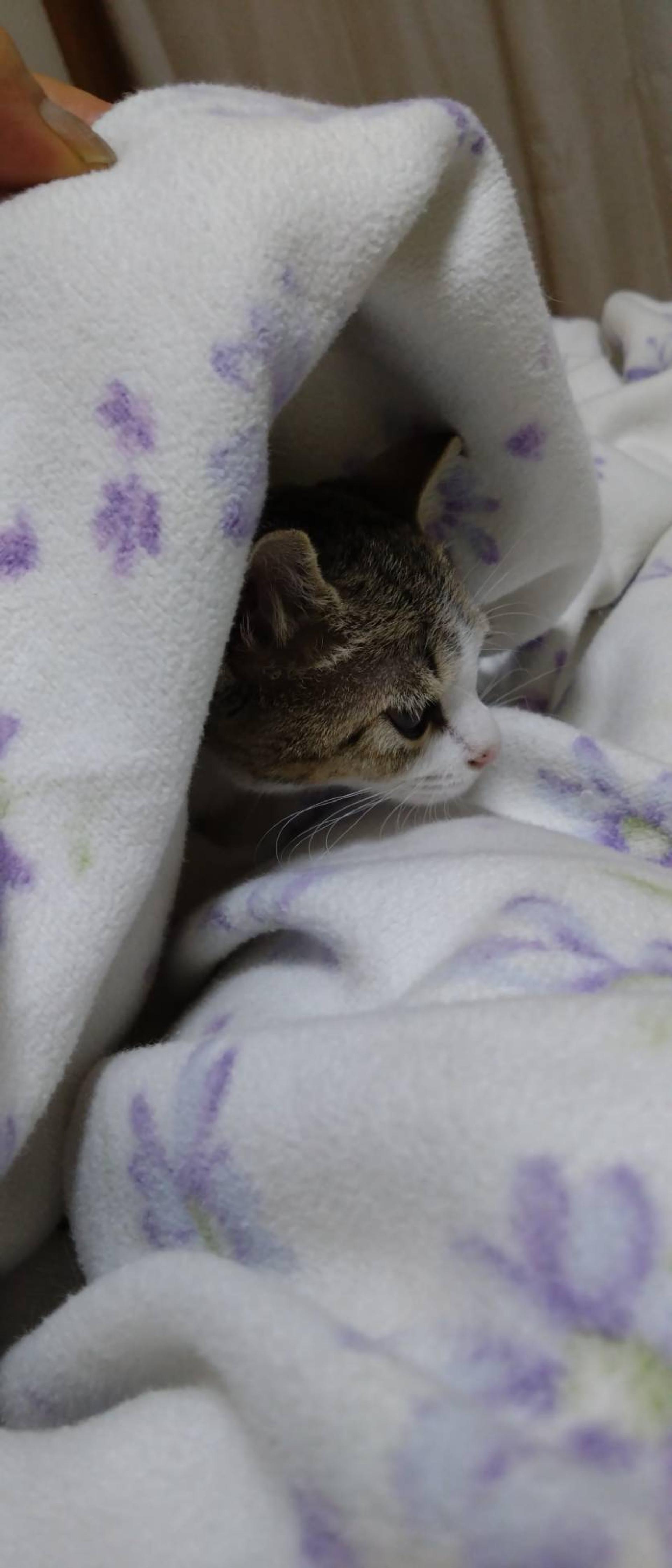 pet-image-5
