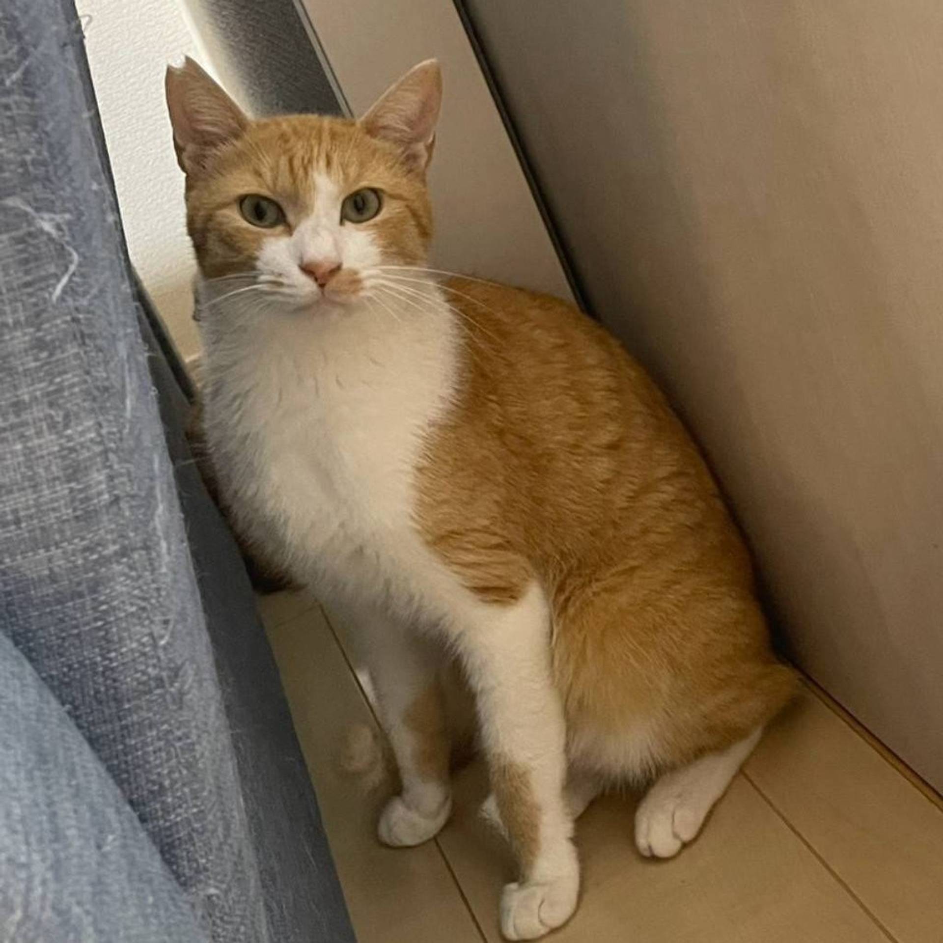 雑種（ミックス猫）・オスの里親募集の写真