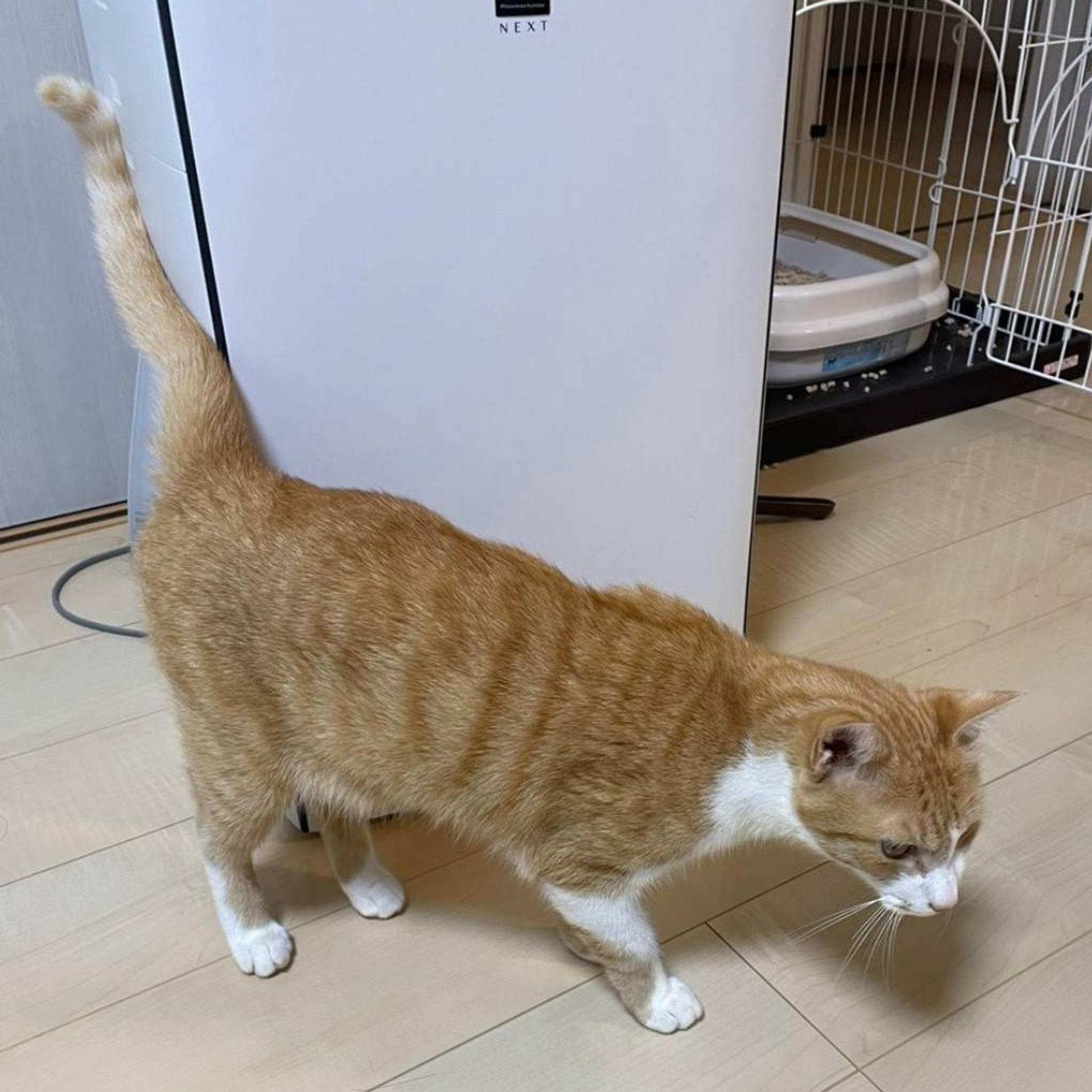 pet-image-5