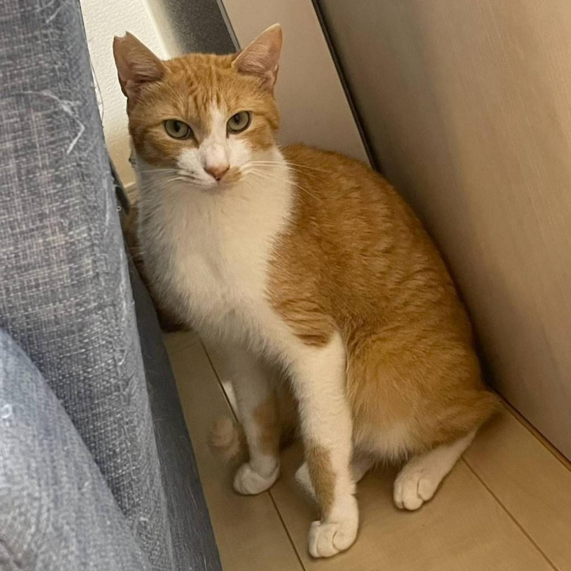 pet-image-6