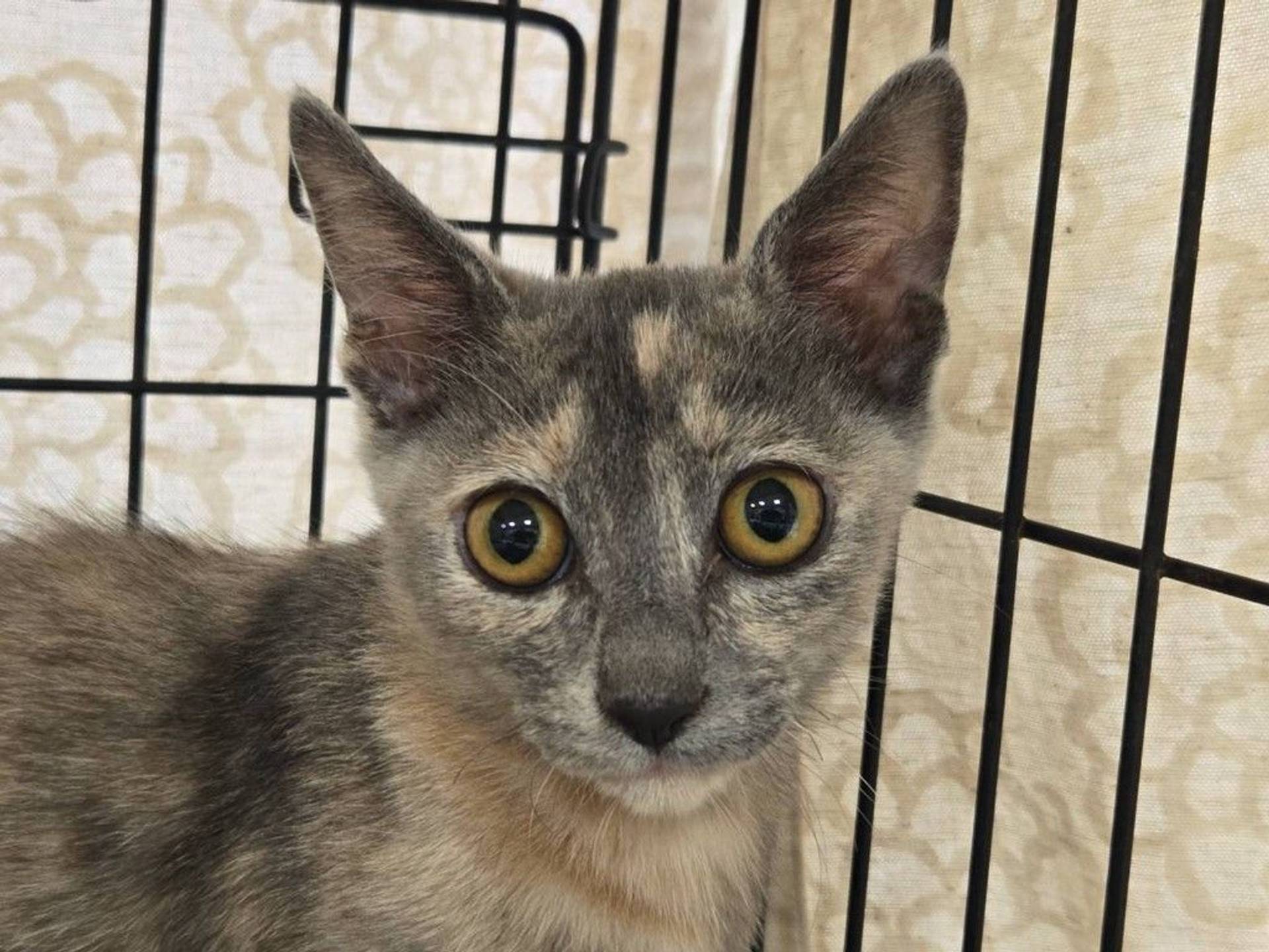 雑種（ミックス猫）・メスの里親募集の写真