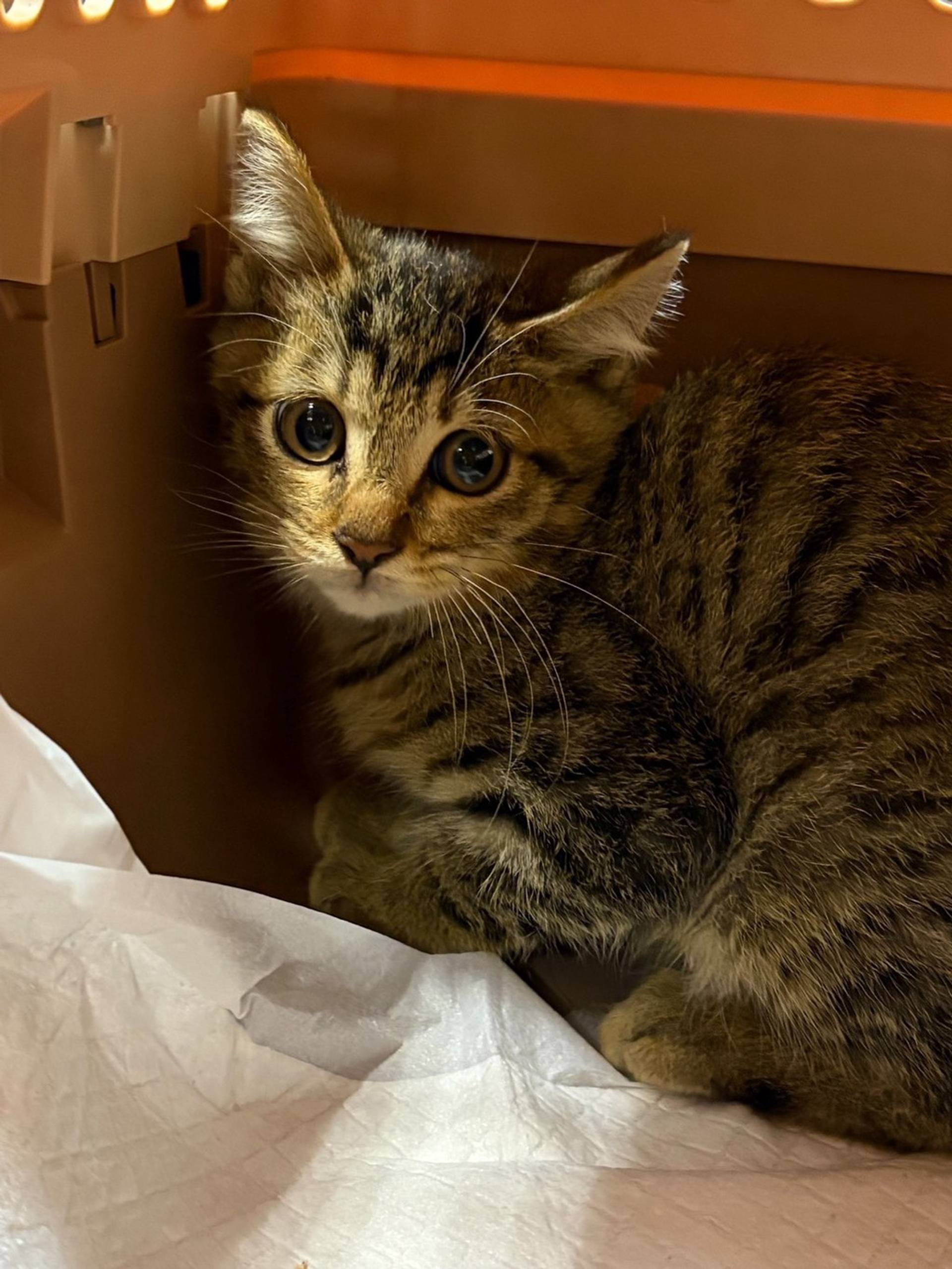 雑種（ミックス猫）・メスの里親募集の写真