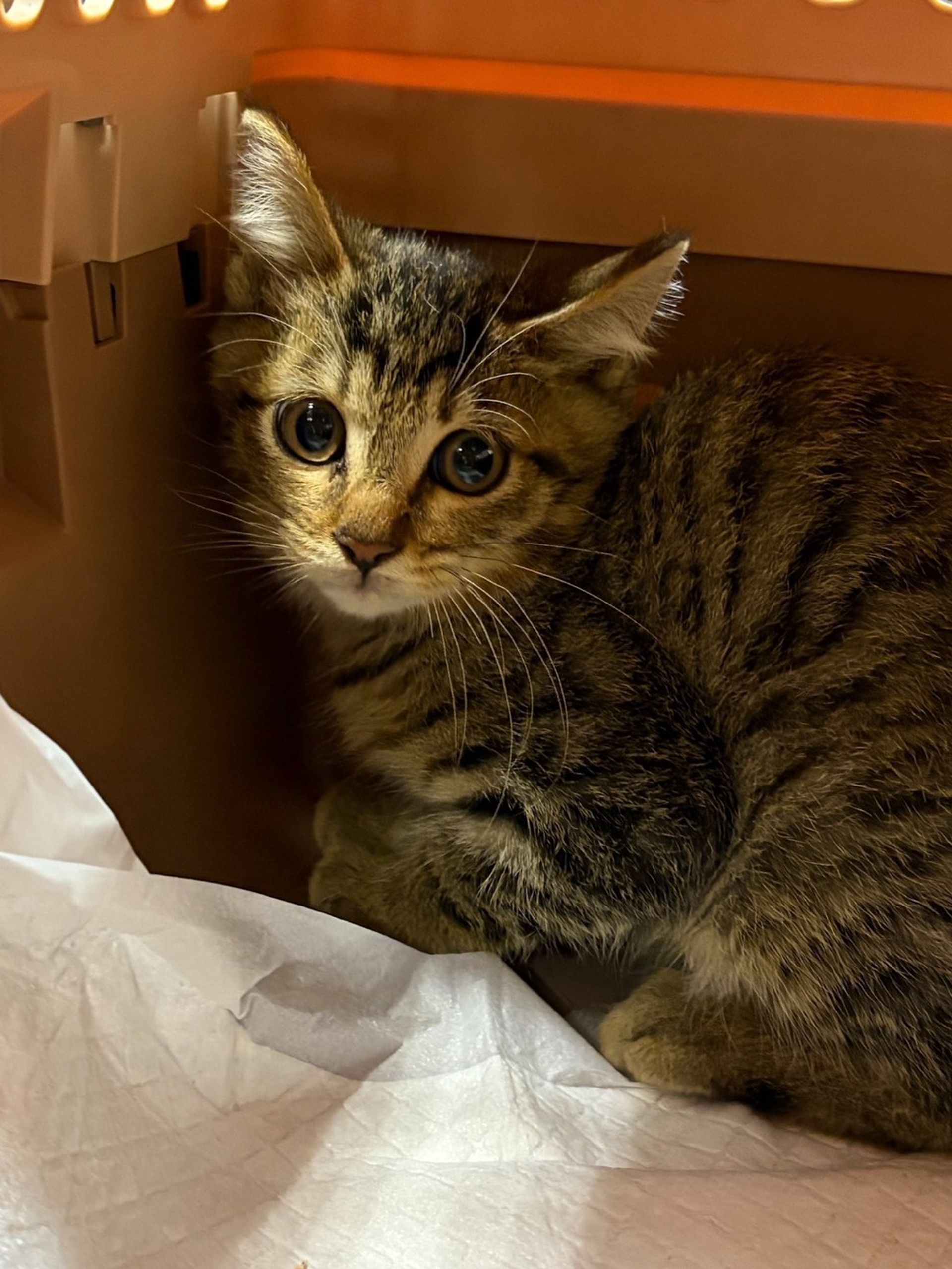 雑種（ミックス猫）・メスの里親募集の写真