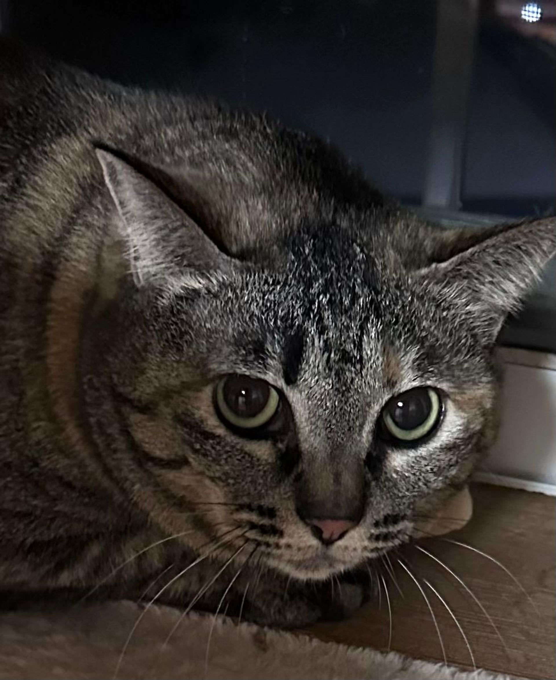 pet-image-2