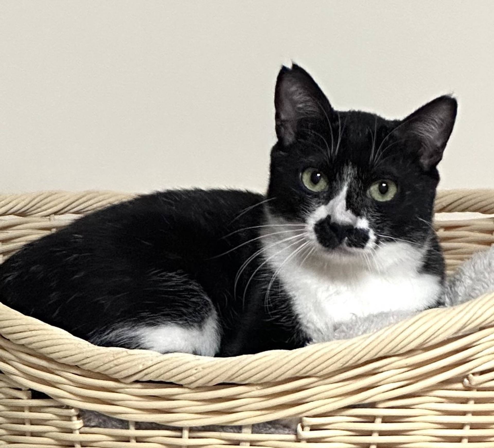 雑種（ミックス猫）・オスの里親募集の写真