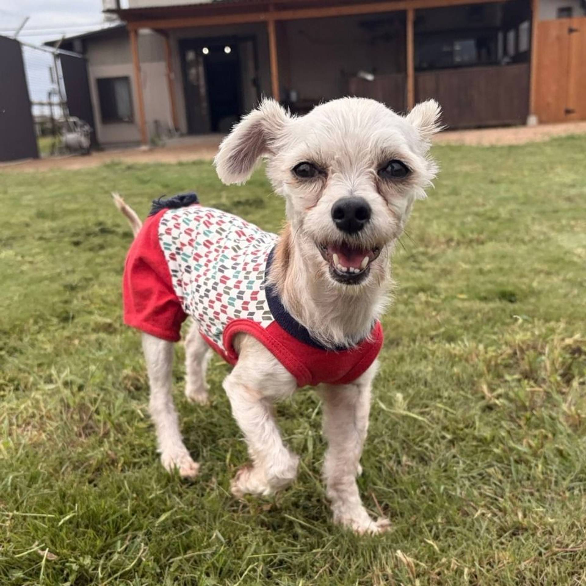 雑種（ミックス犬）・メスの里親募集の写真
