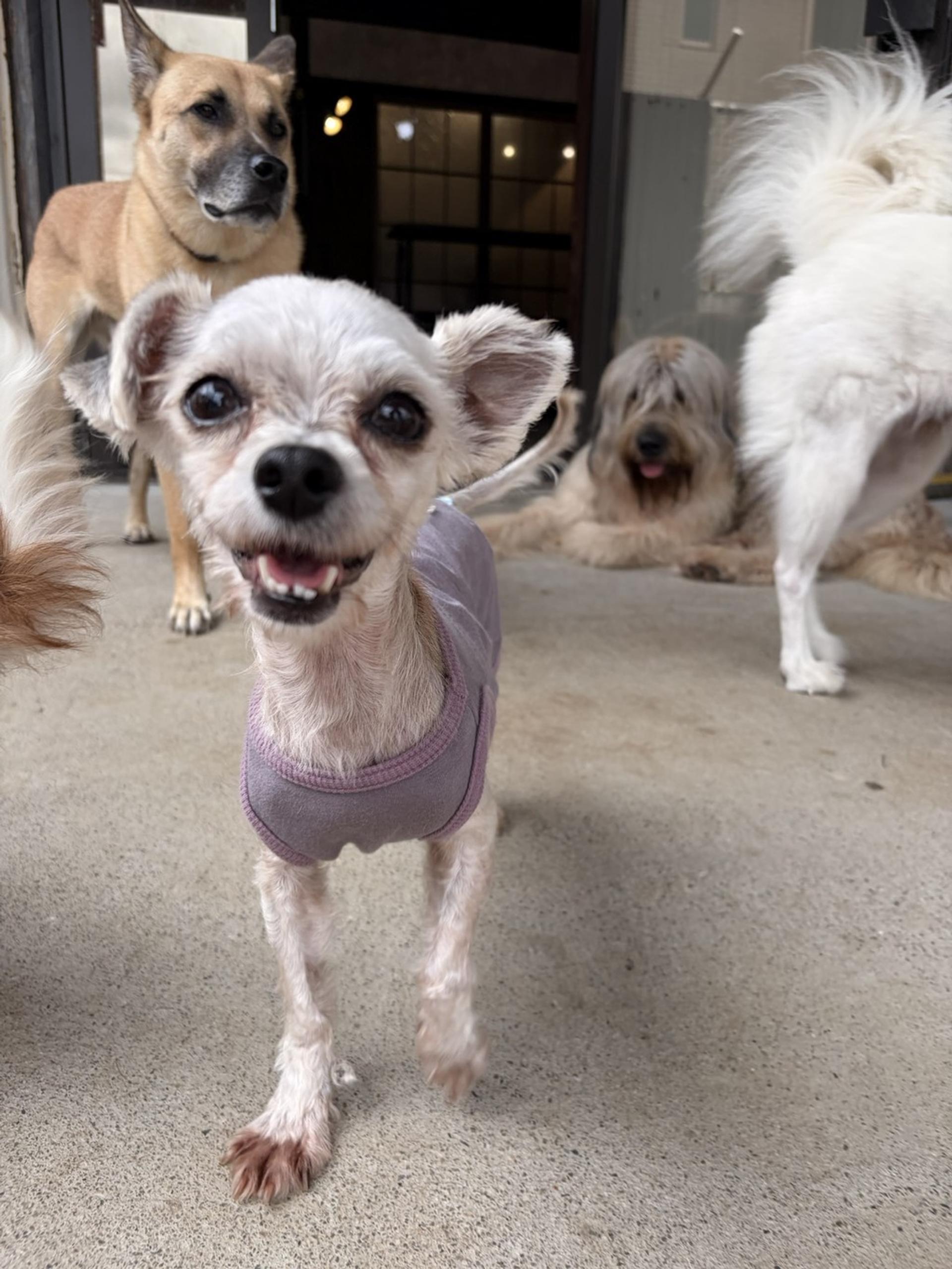 pet-image-3