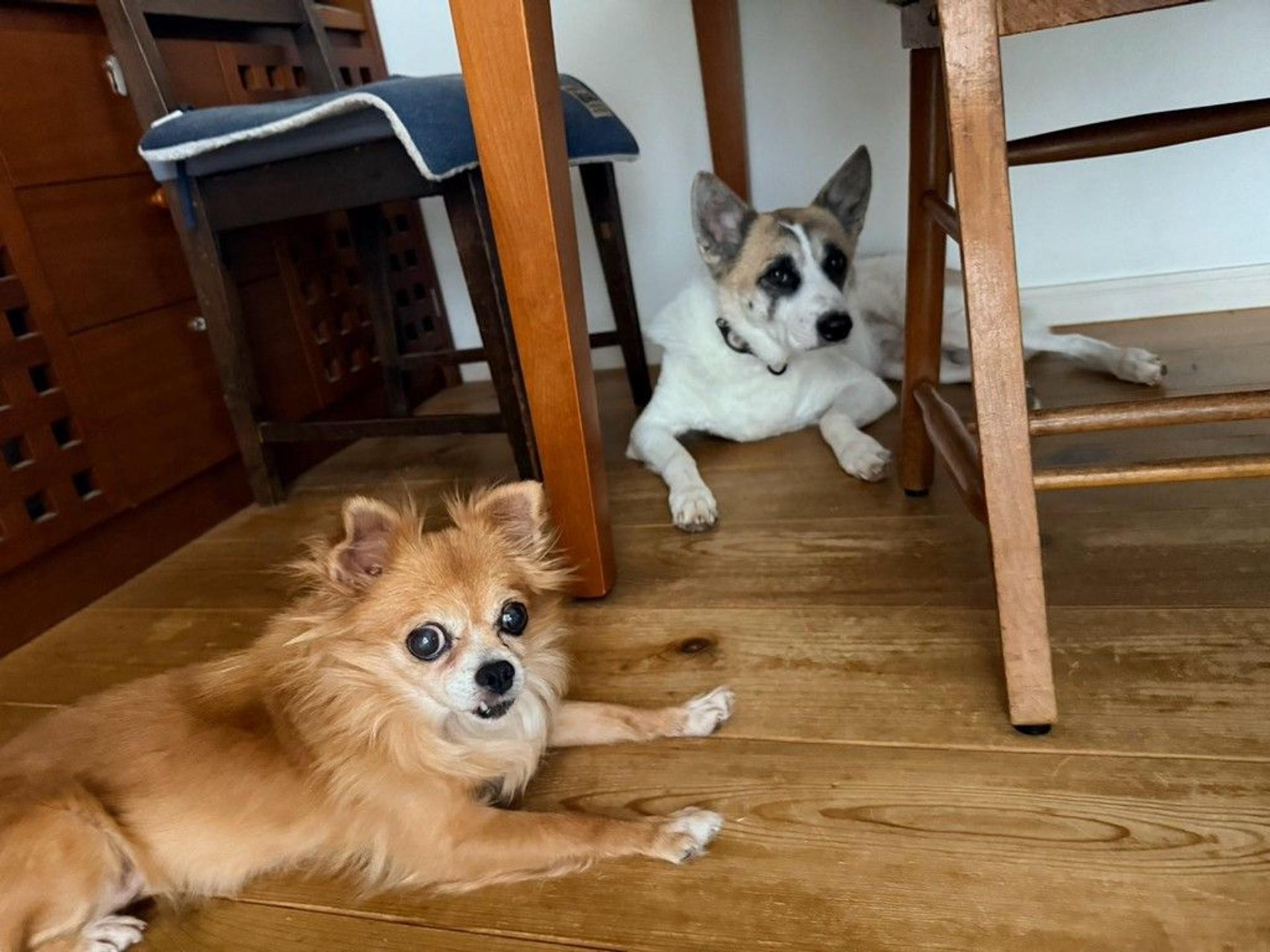 pet-image-3