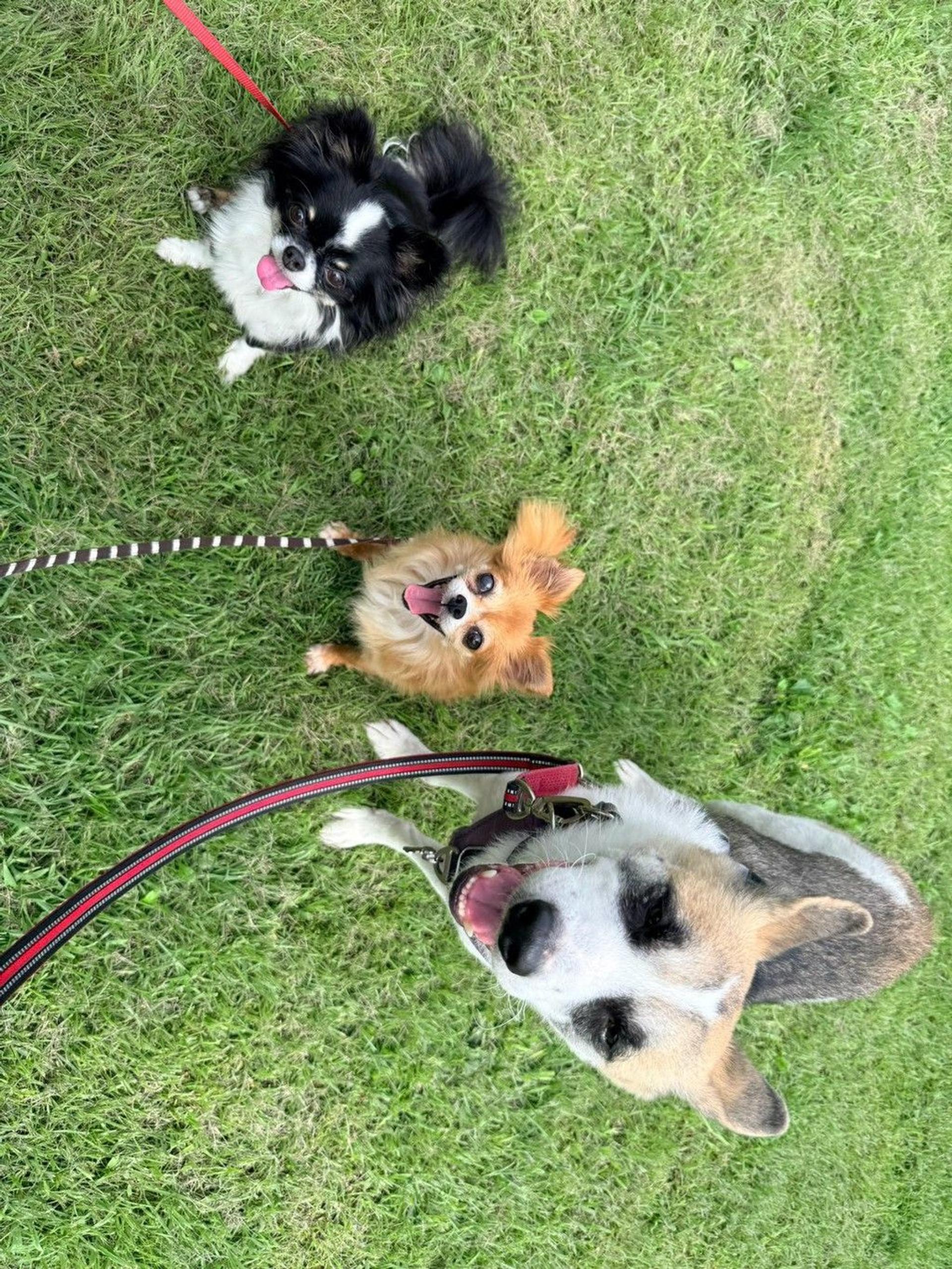 pet-image-4
